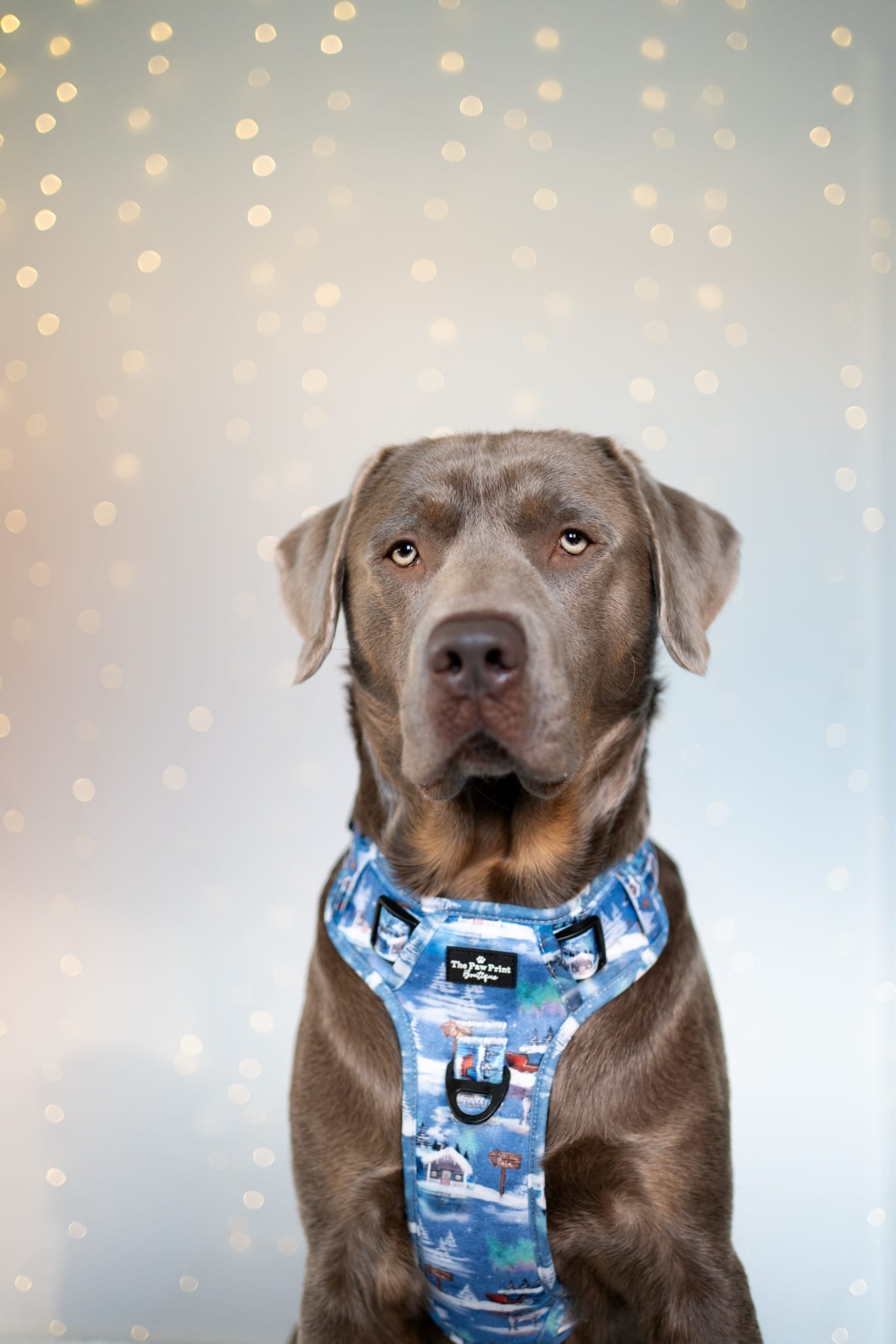 The North Pole Adventure Paws Harness