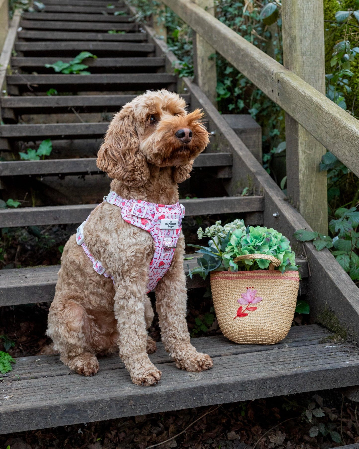 The Bows & Berries Adventure Paws Harness