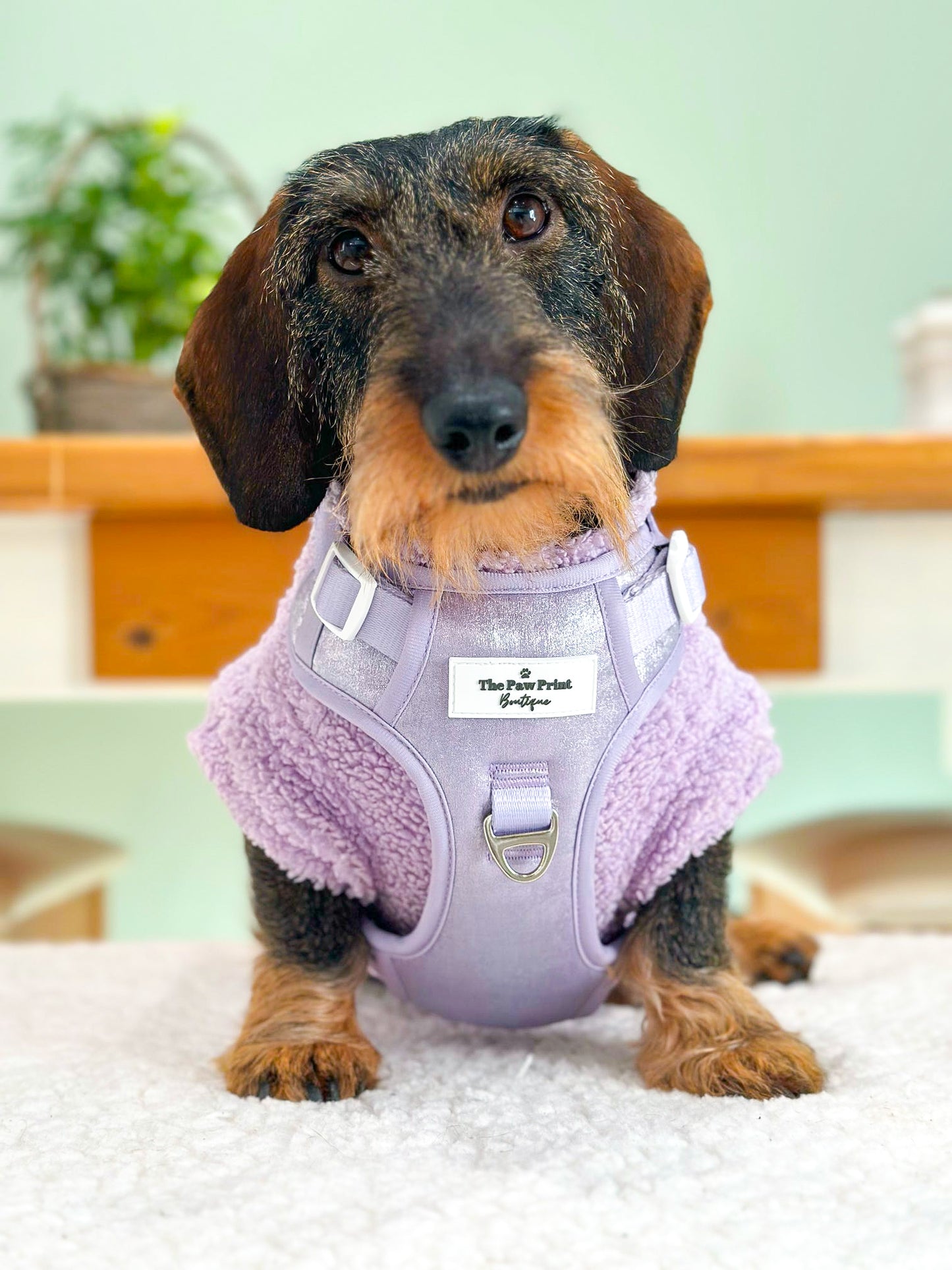 The Lavish Lilac Adventure Paws Harness