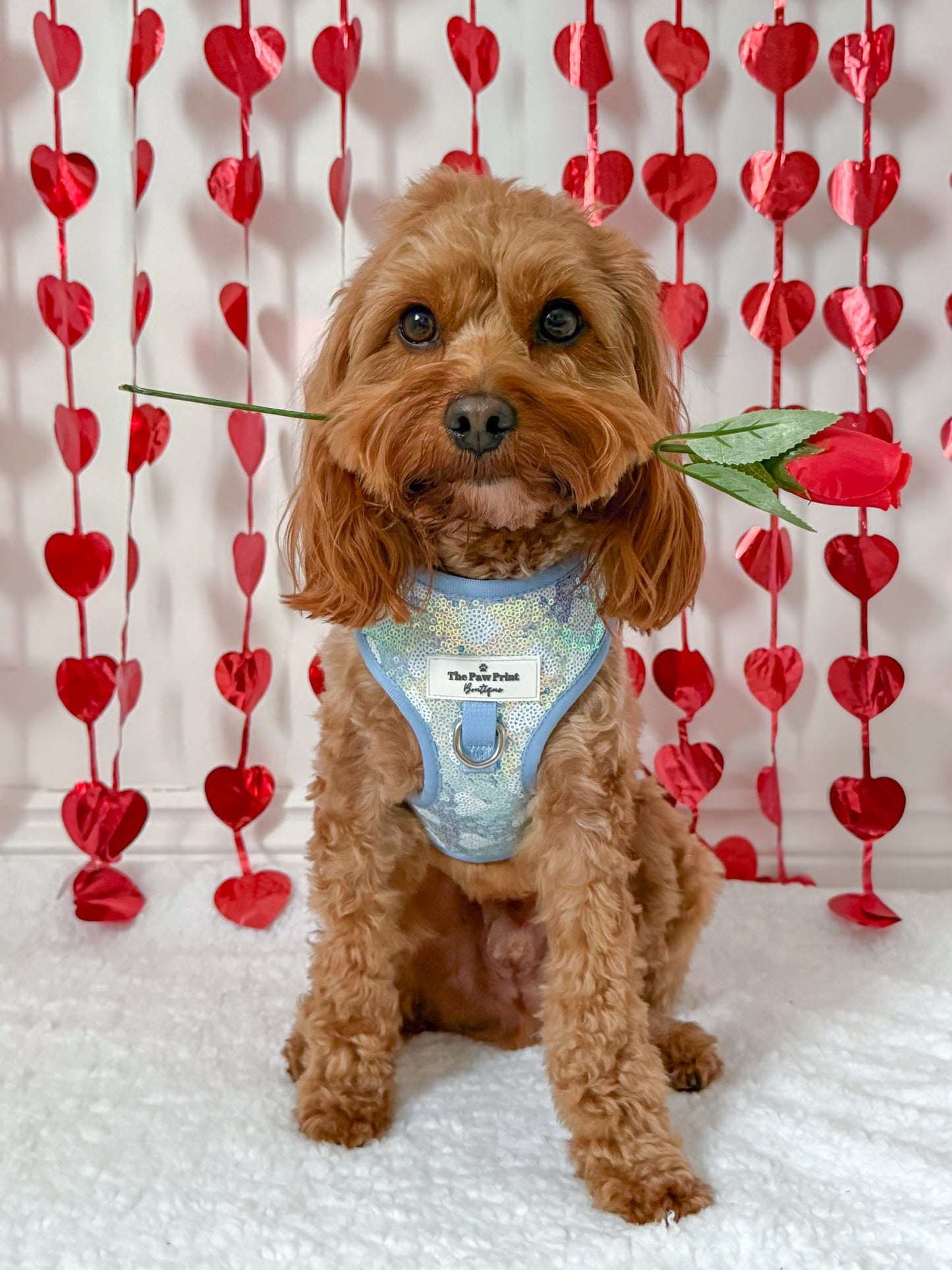 The Sassy in Sequins - Baby Blue Adjustable Harness