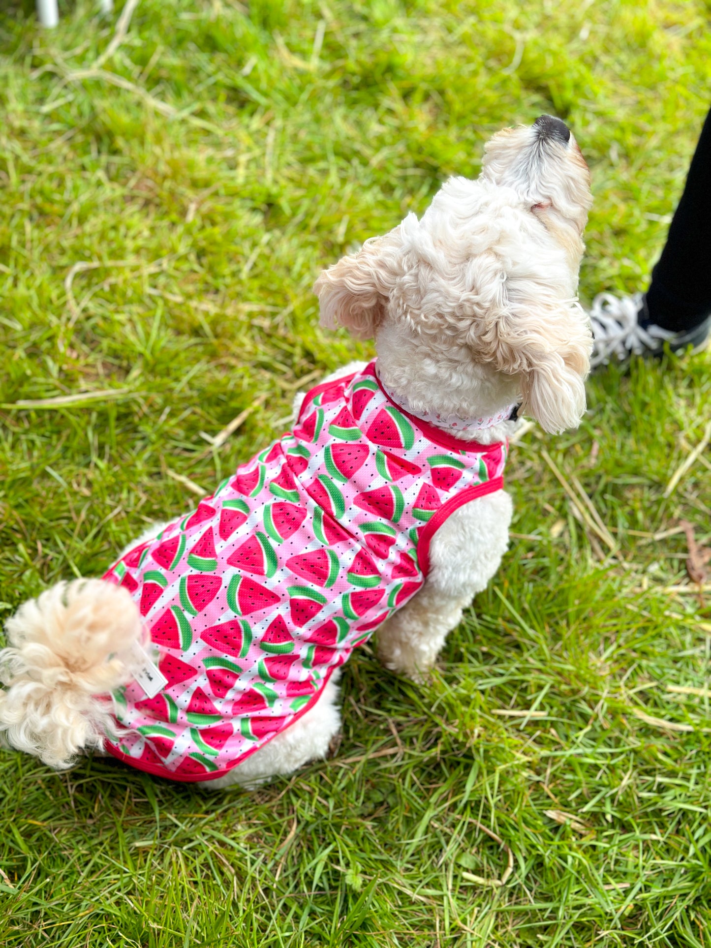 The Watermelon Sugar Cooling Vest