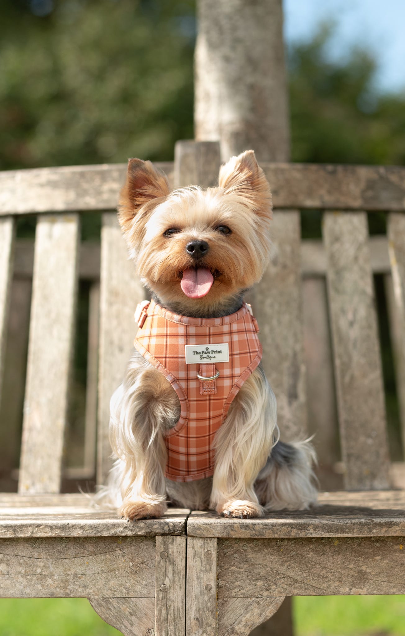 Pooches in Plaid Adjustable Harness