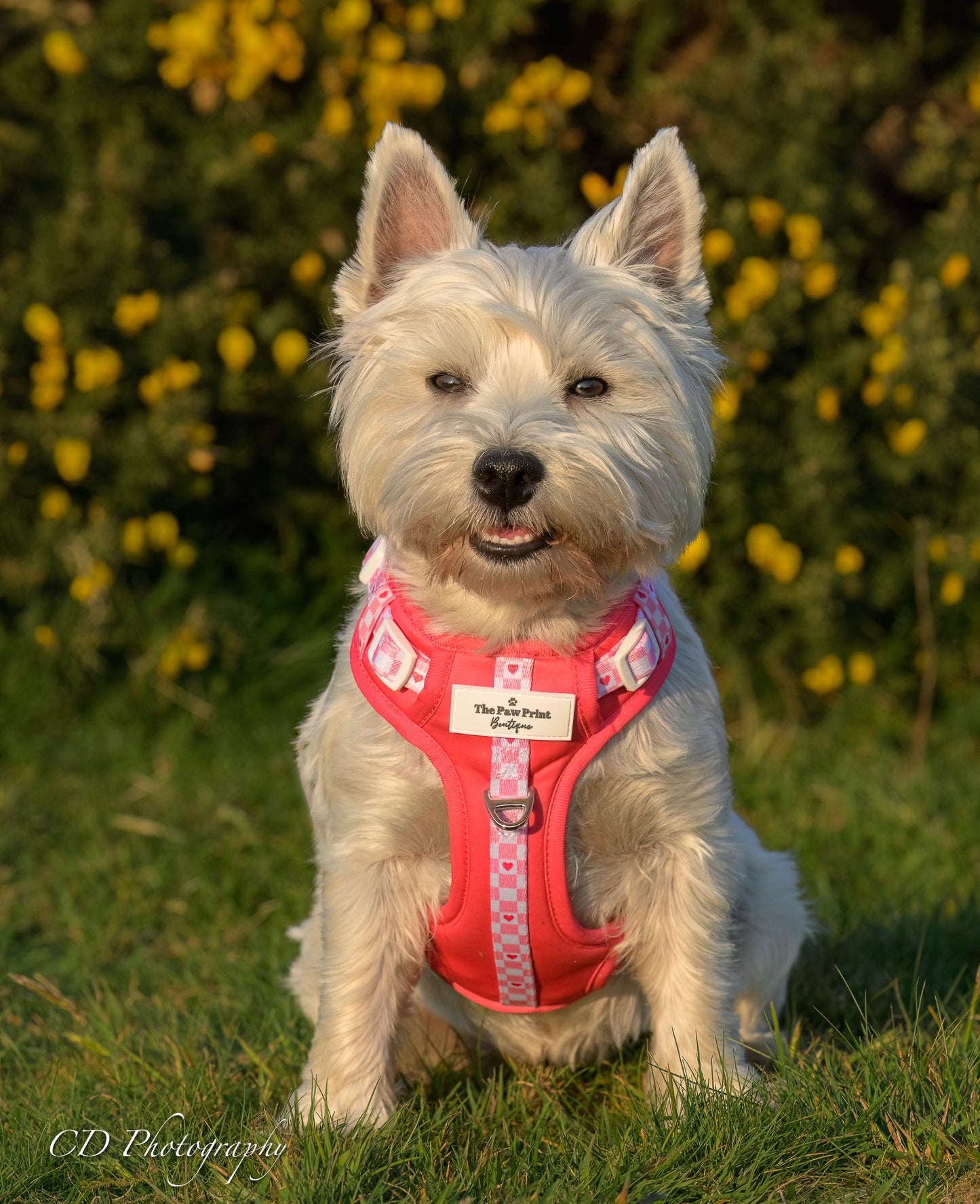 The Fur-ever Love Adventure Paws Harness