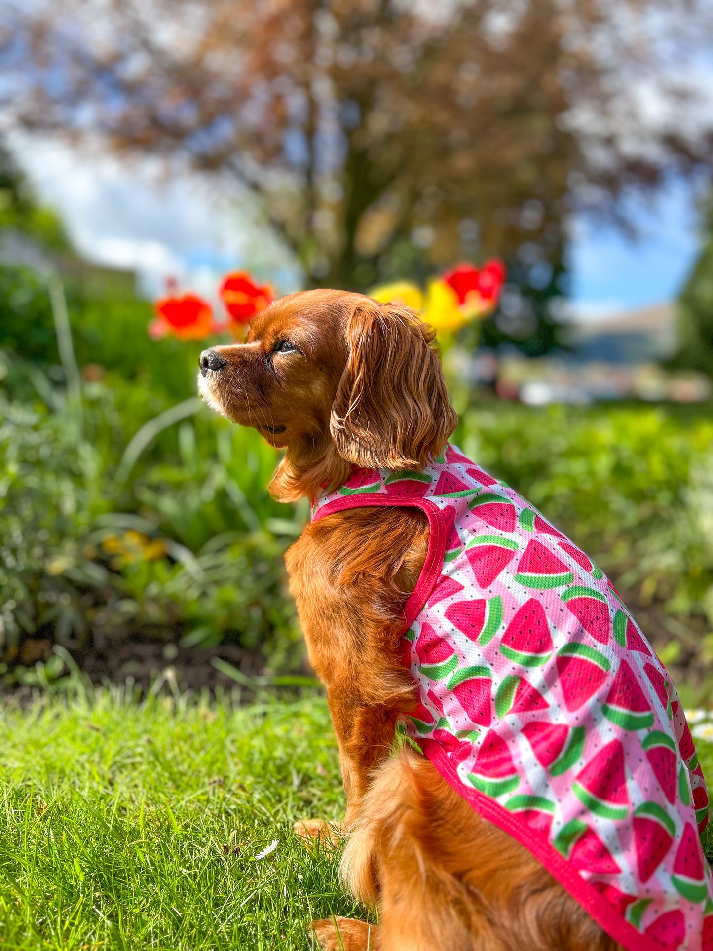 The Watermelon Sugar Cooling Vest