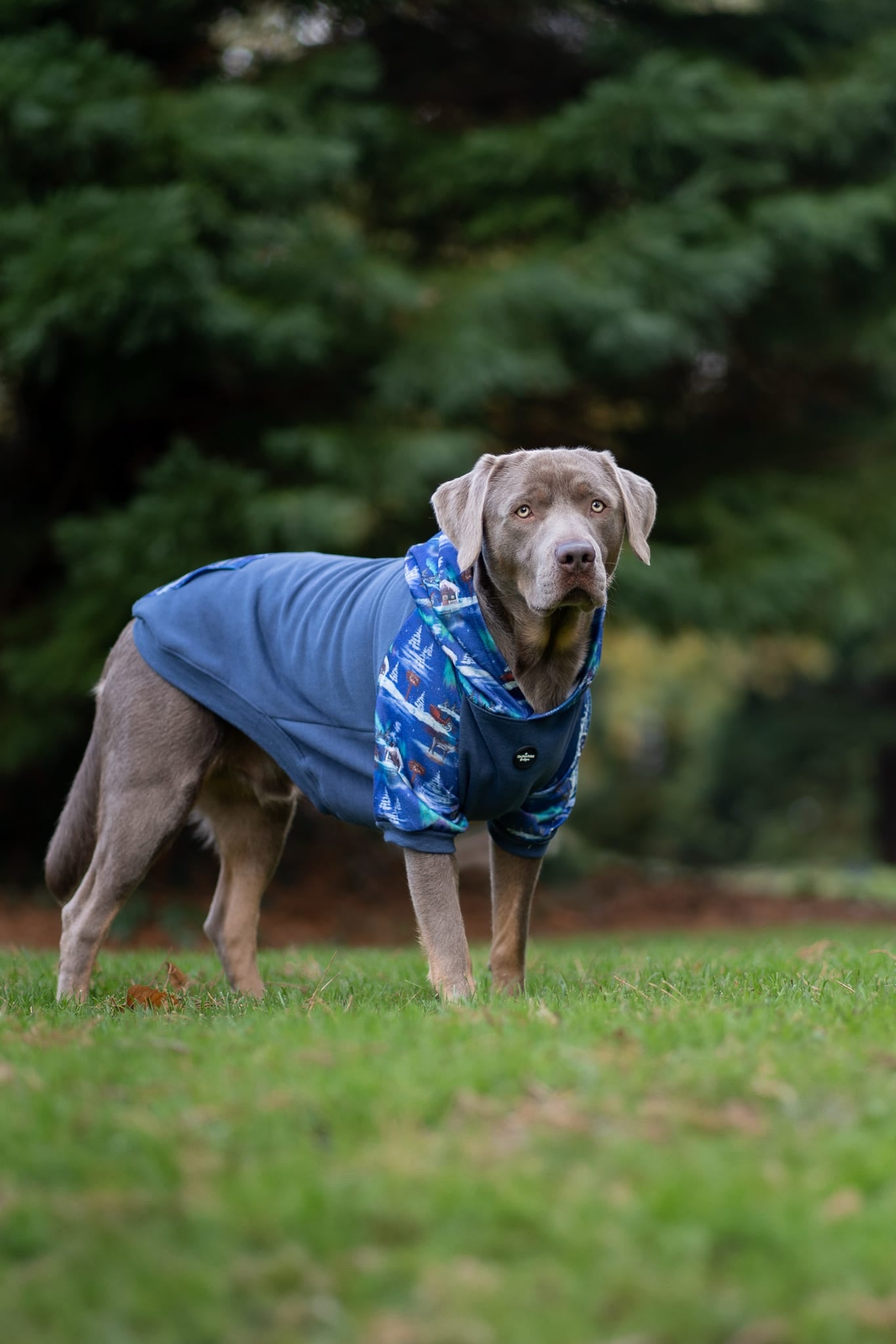 The North Pole Dog Hoodie