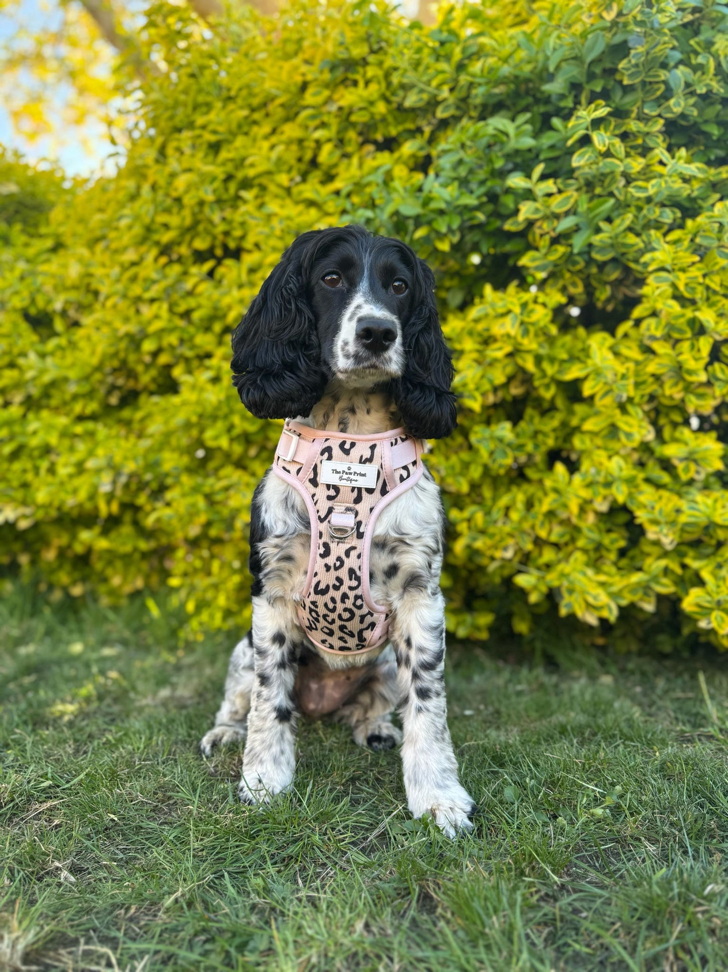 The Luxe Leopard (Beige) Adventure Paws Harness