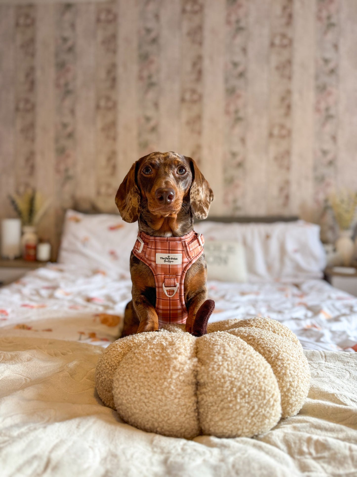 Pooches in Plaid Adventure Paws Harness