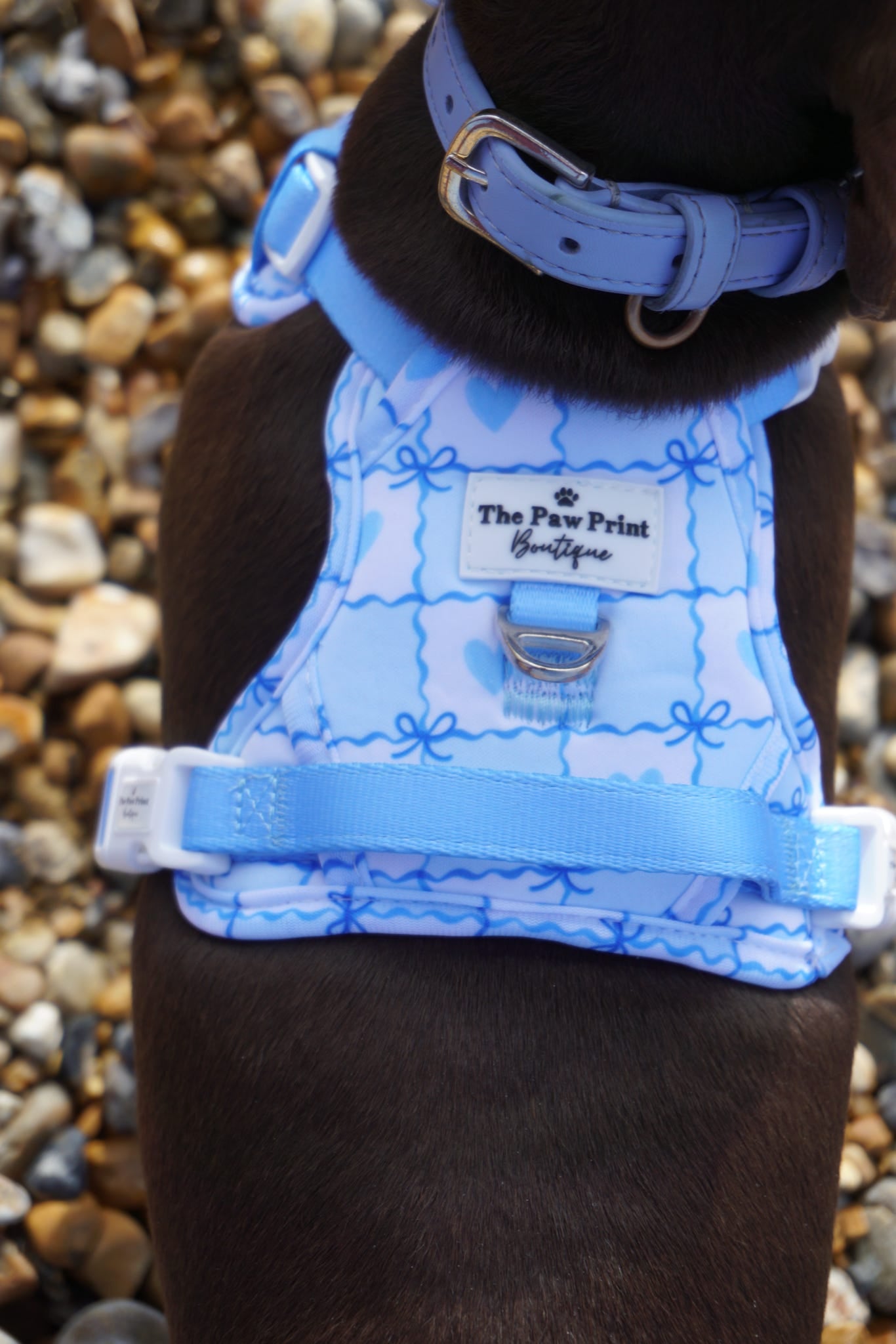 Blue Chequered Hearts Adventure Paws Harness