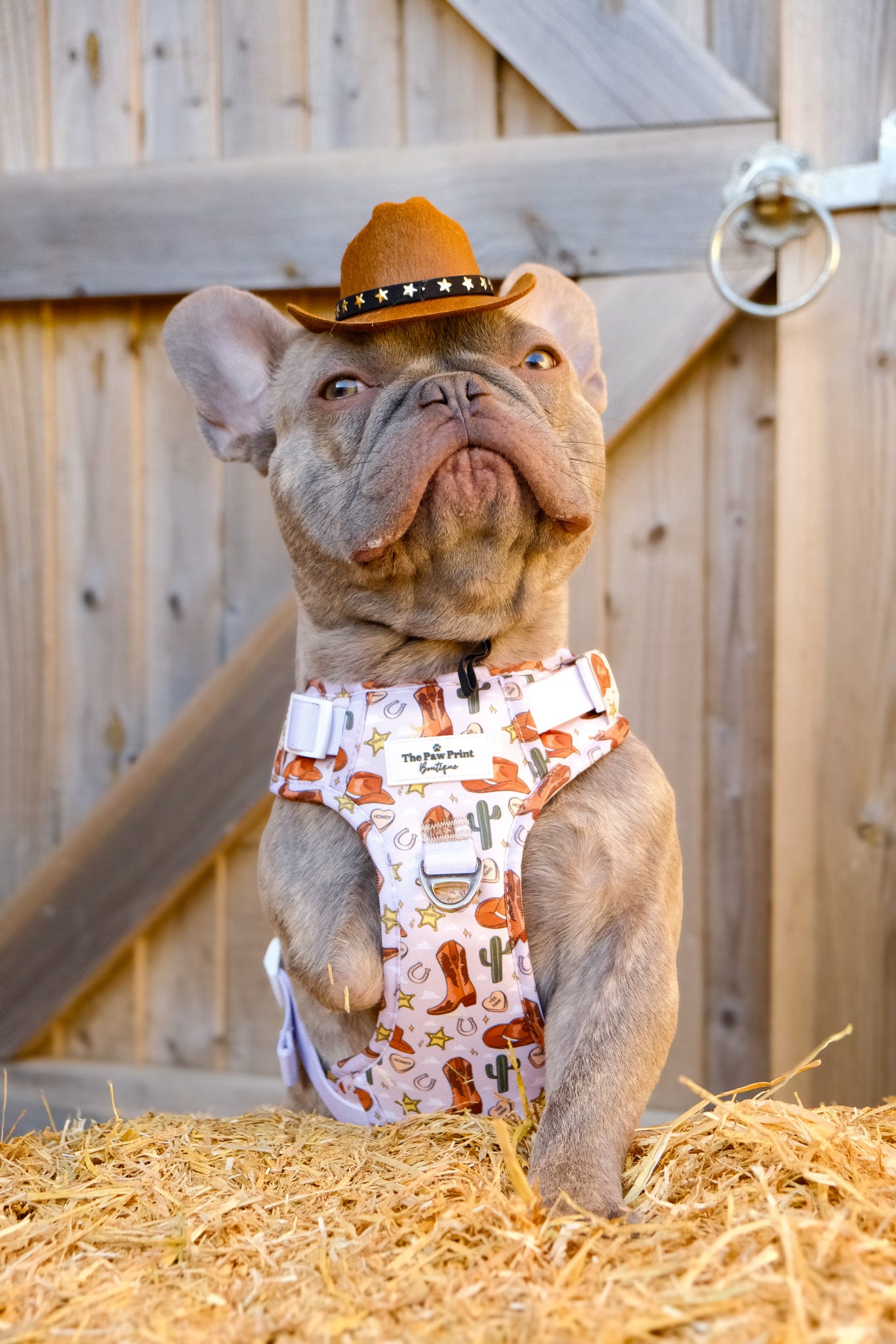 The Howdy Pawtner Adventure Paws Harness