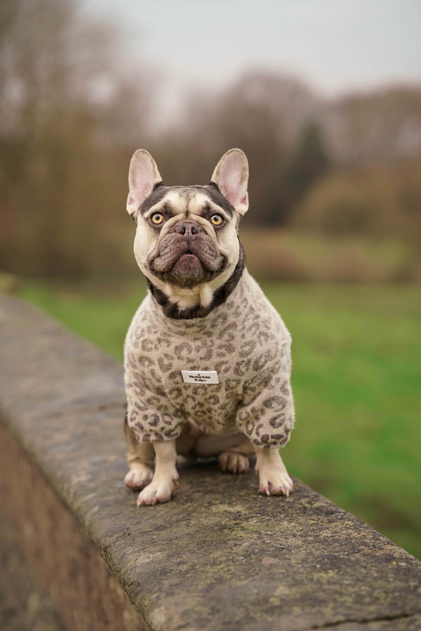 The Gold & Glittery Leopard Print Teddy Fleece