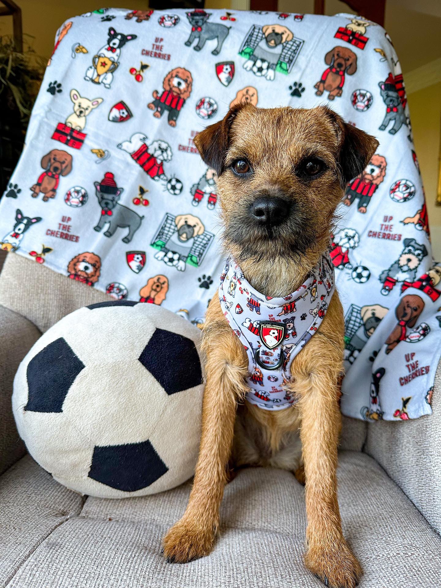 The AFC Bournemouth Adjustable Harness