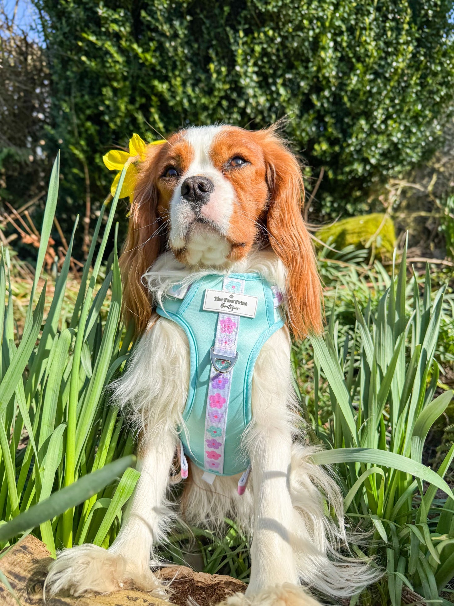 The Minty Meadows Adventure Paws Harness