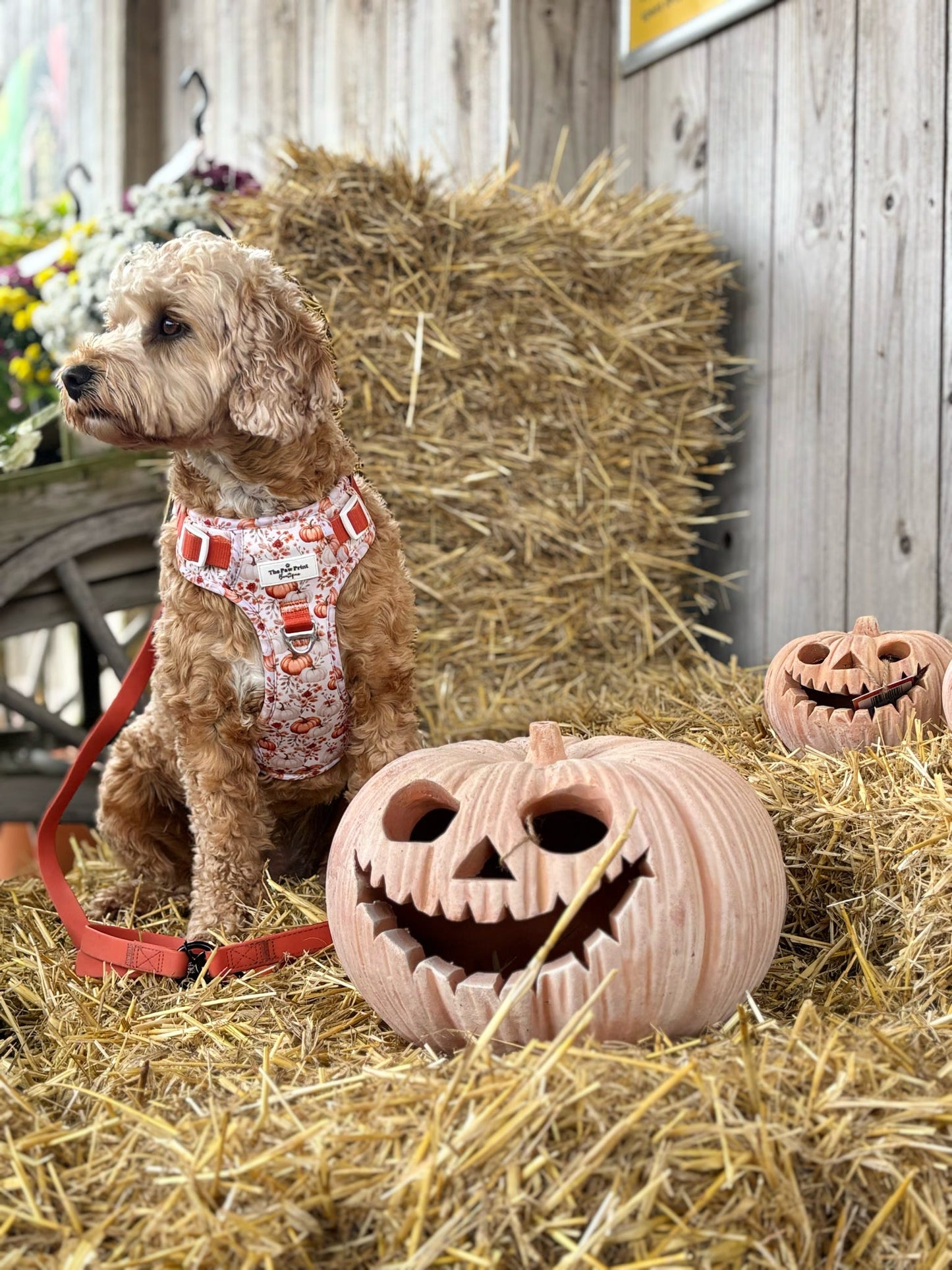 Pupkin Patch Adventure Paws Harness