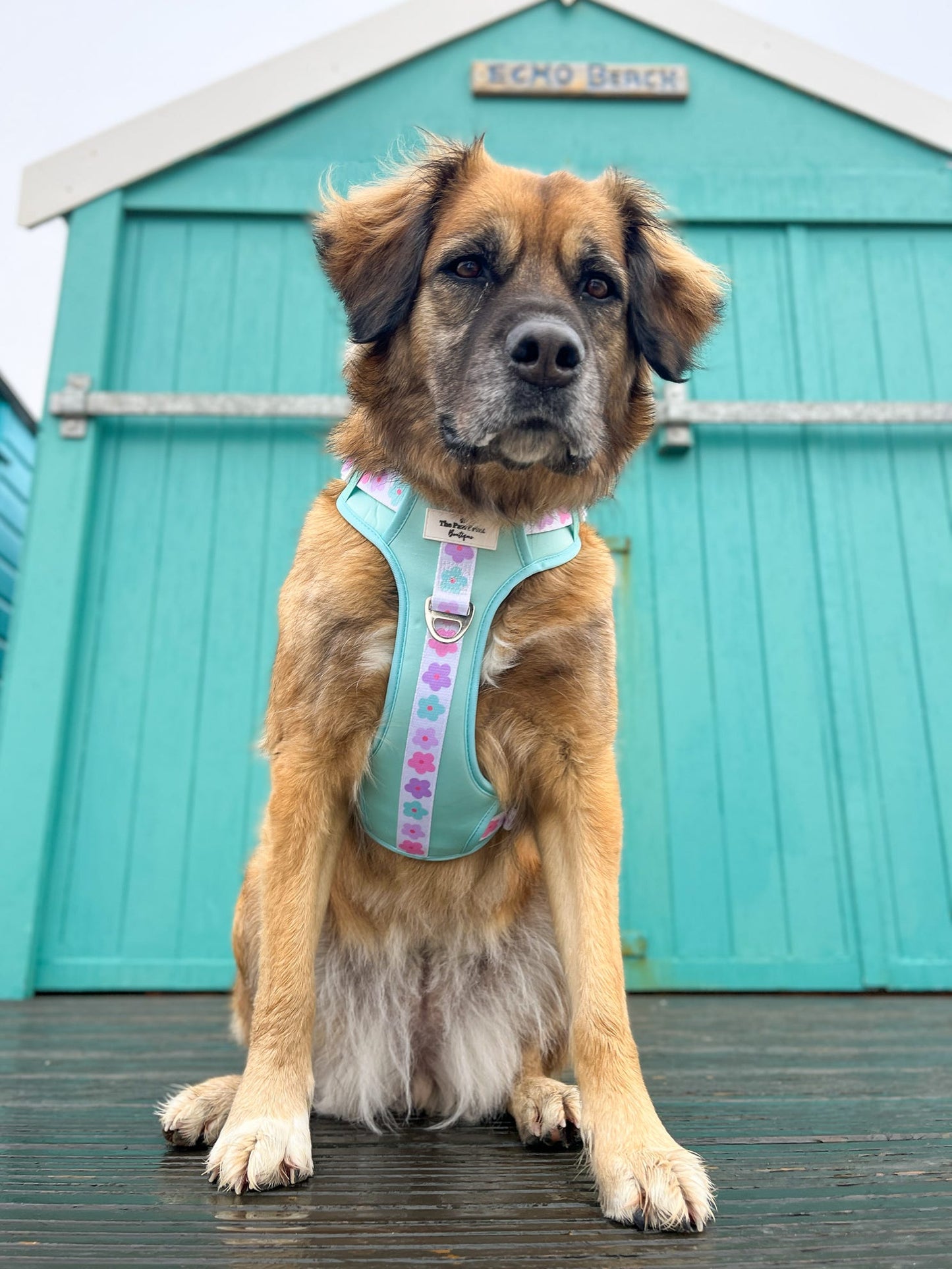 The Minty Meadows Adventure Paws Harness