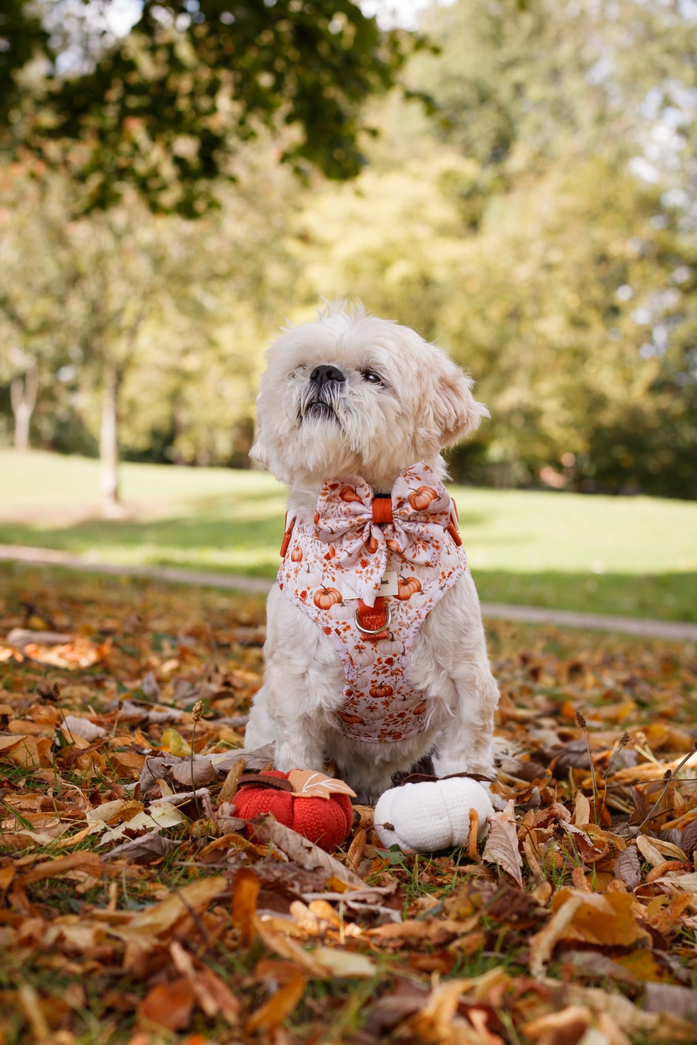 Pupkin Patch Adjustable Harness