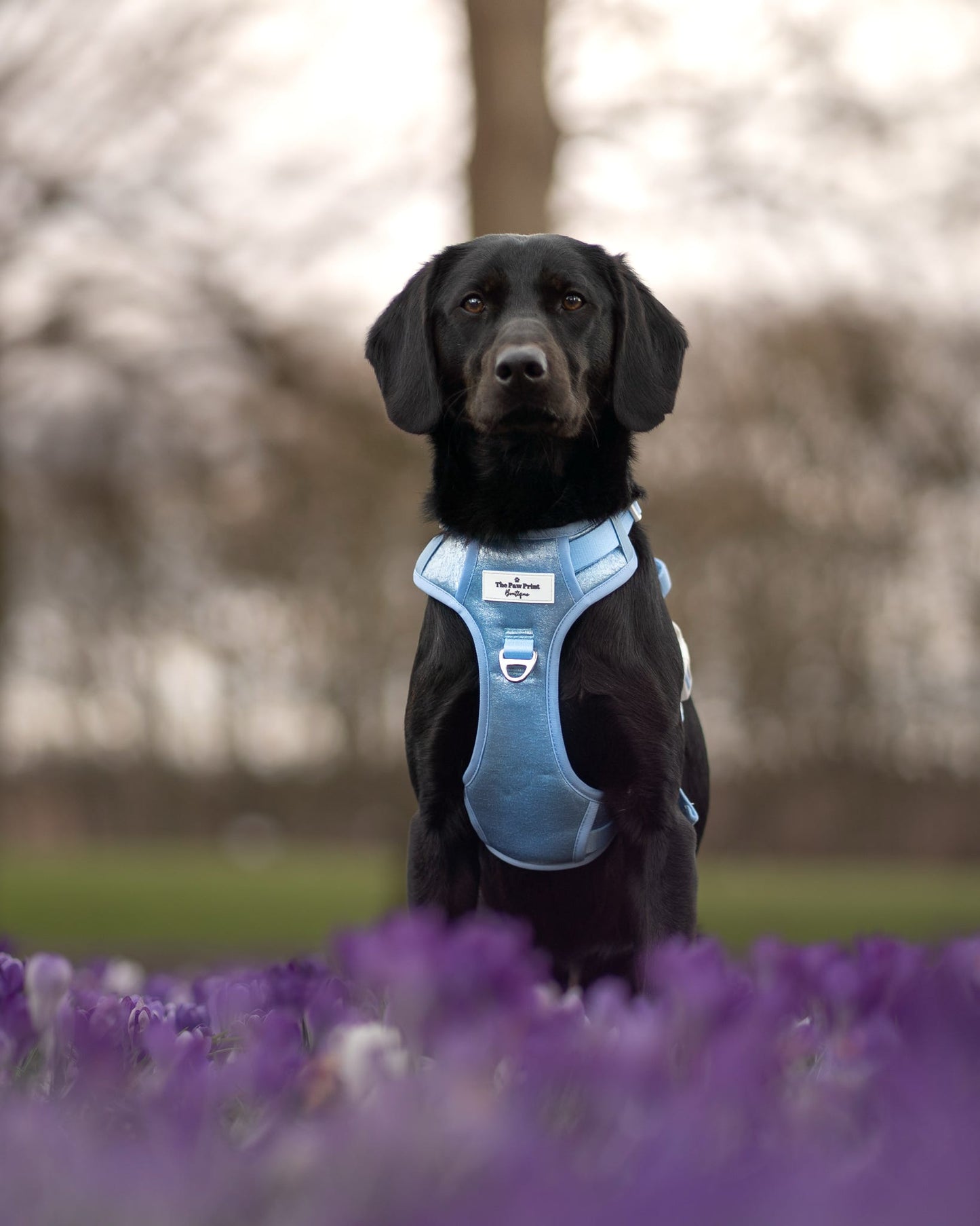 The Ocean Blue Adventure Paws Harness