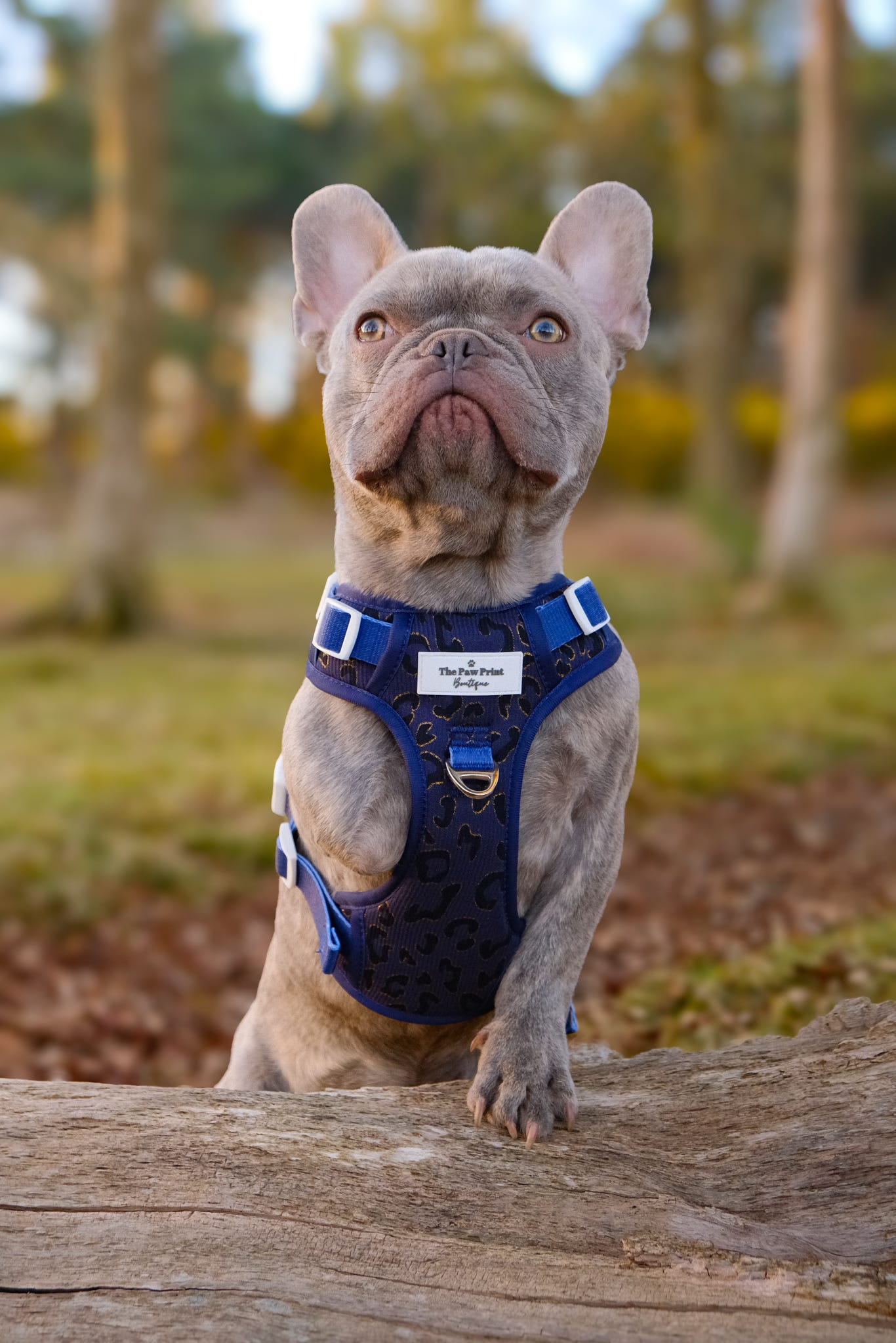 The Luxe Leopard (Navy) Adventure Paws Harness