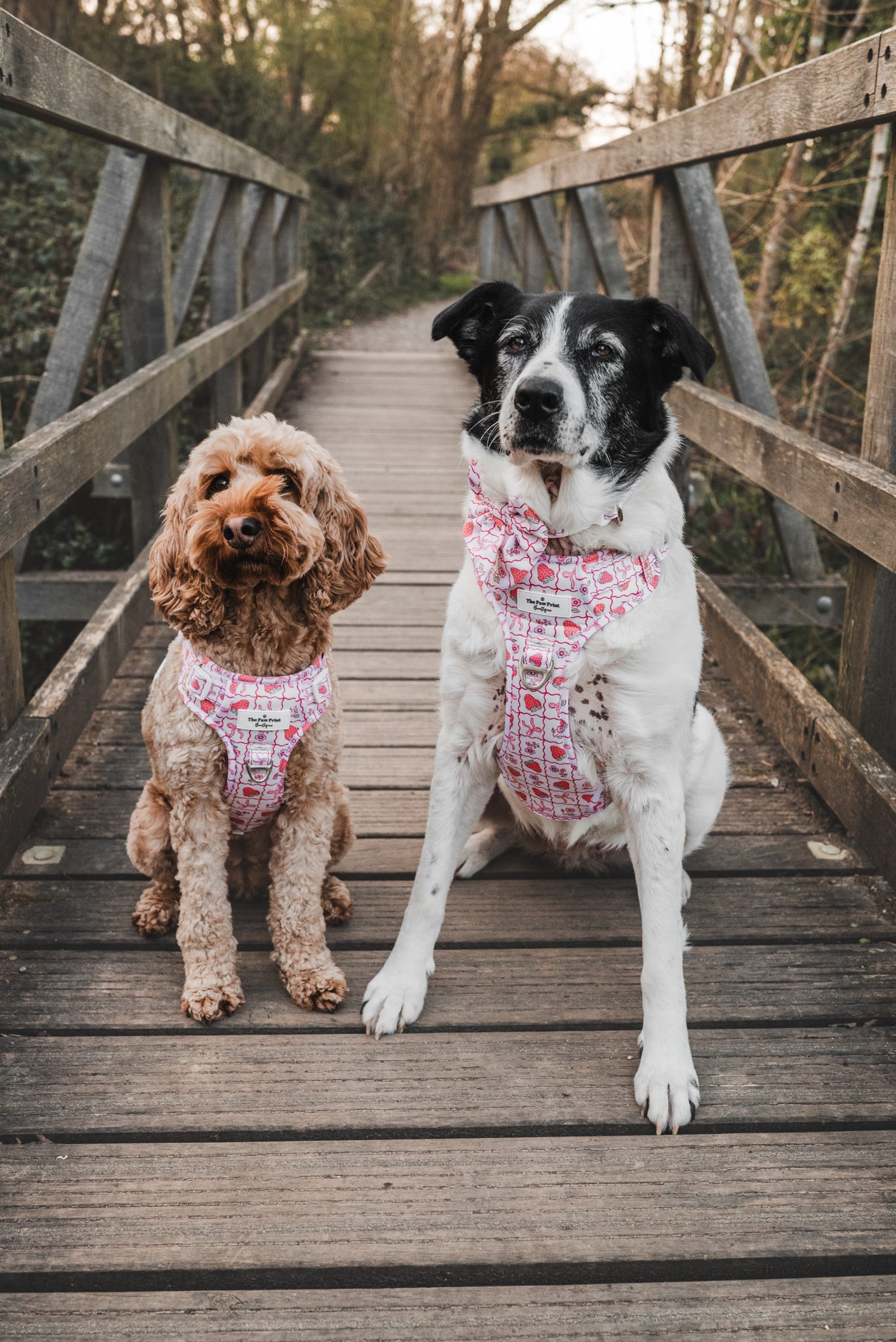 The Bows & Berries Adventure Paws Harness