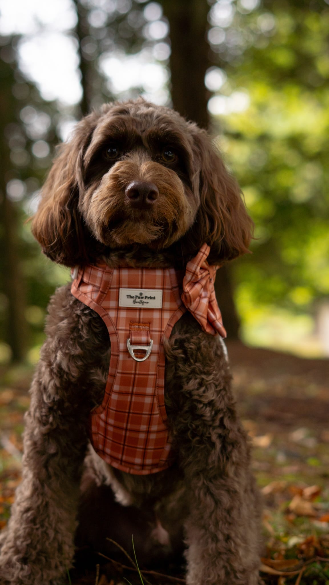 Pooches in Plaid Bow Tie