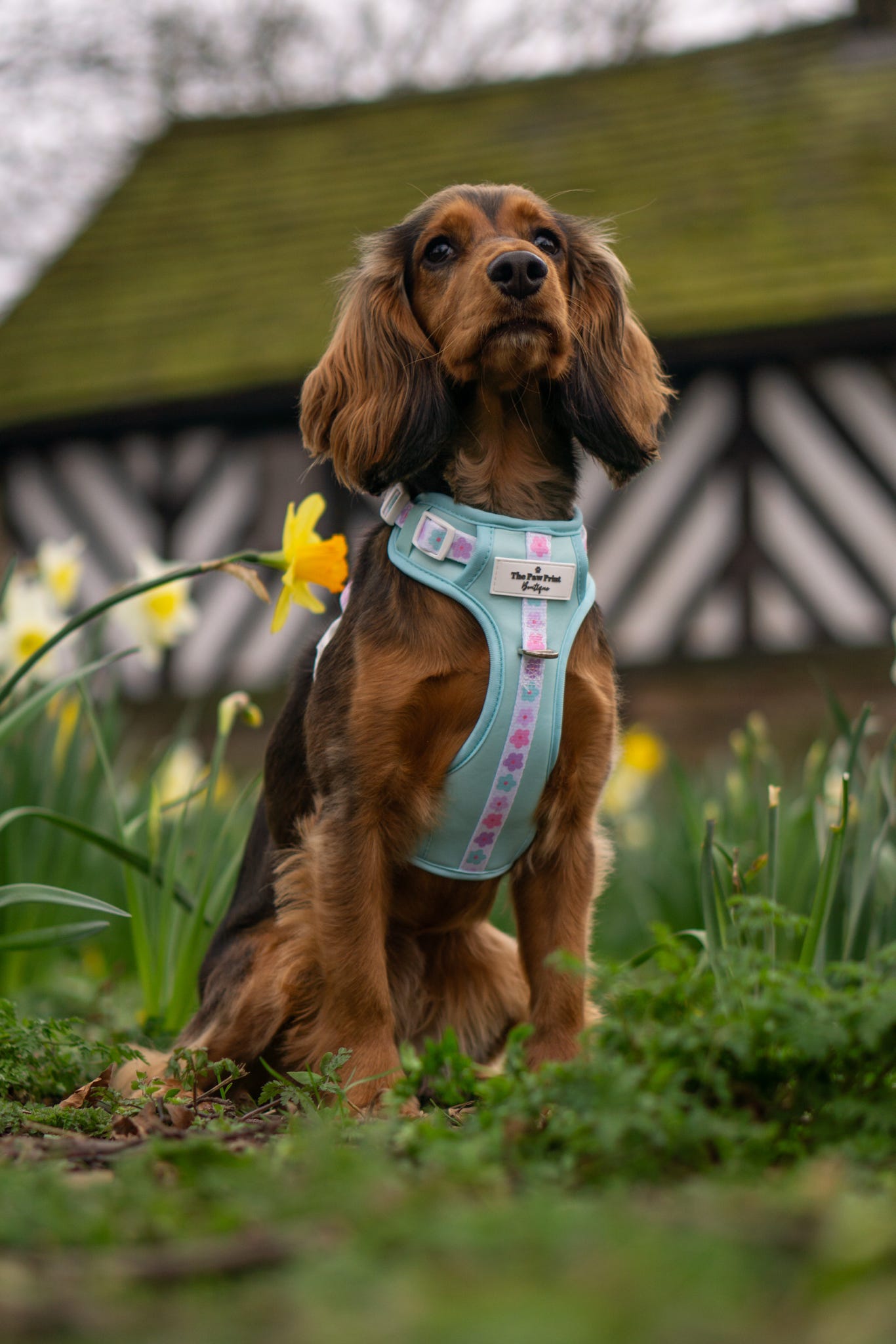 The Minty Meadows Adventure Paws Harness