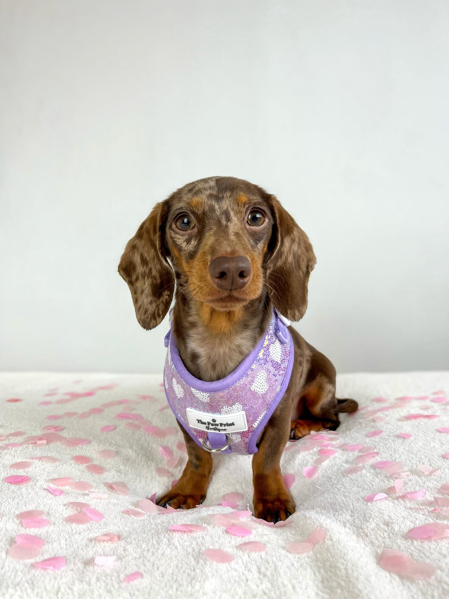The Sassy in Sequins - Lilac Adjustable Harness