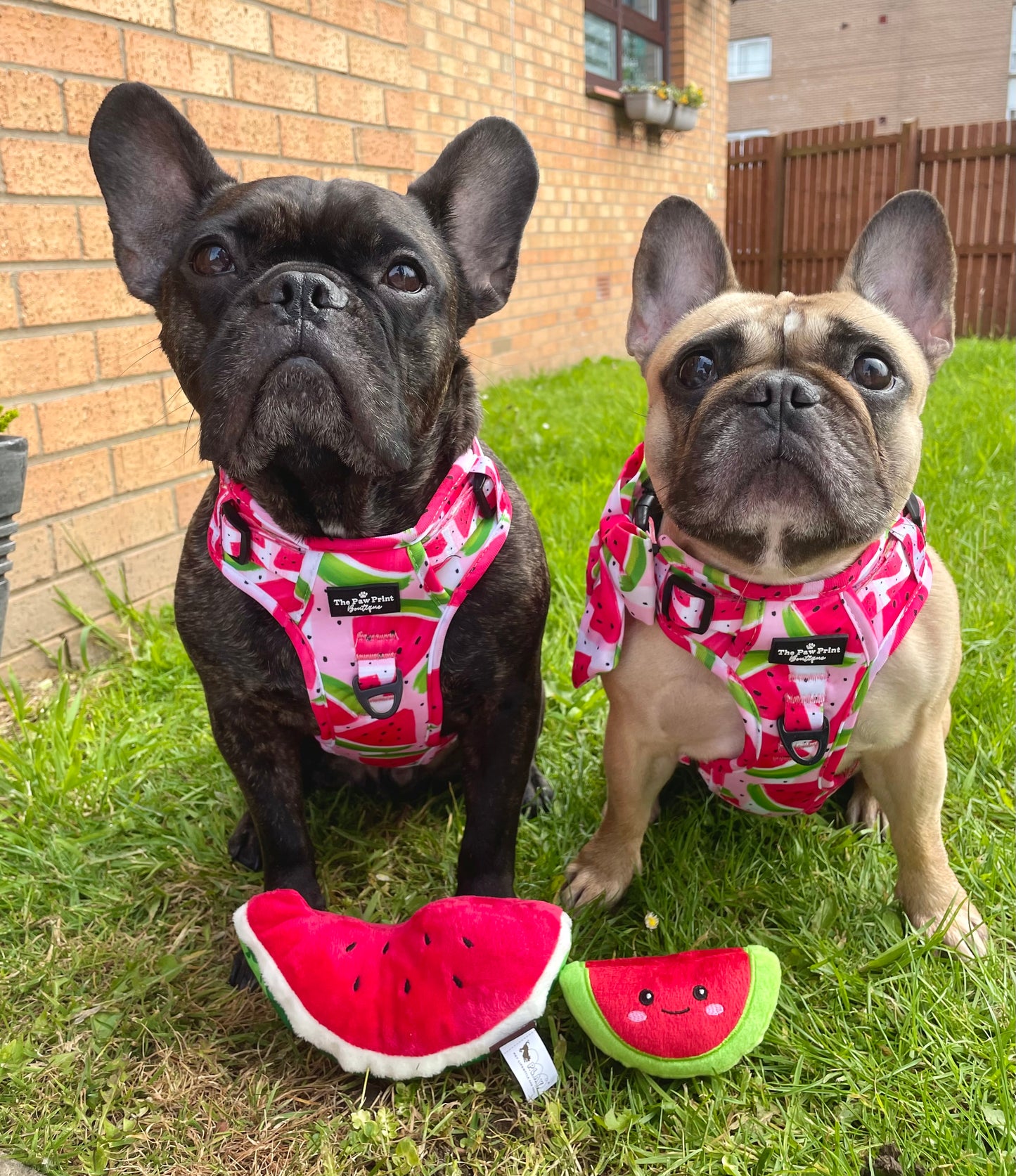 The Watermelon Sugar Adventure Paws Harness