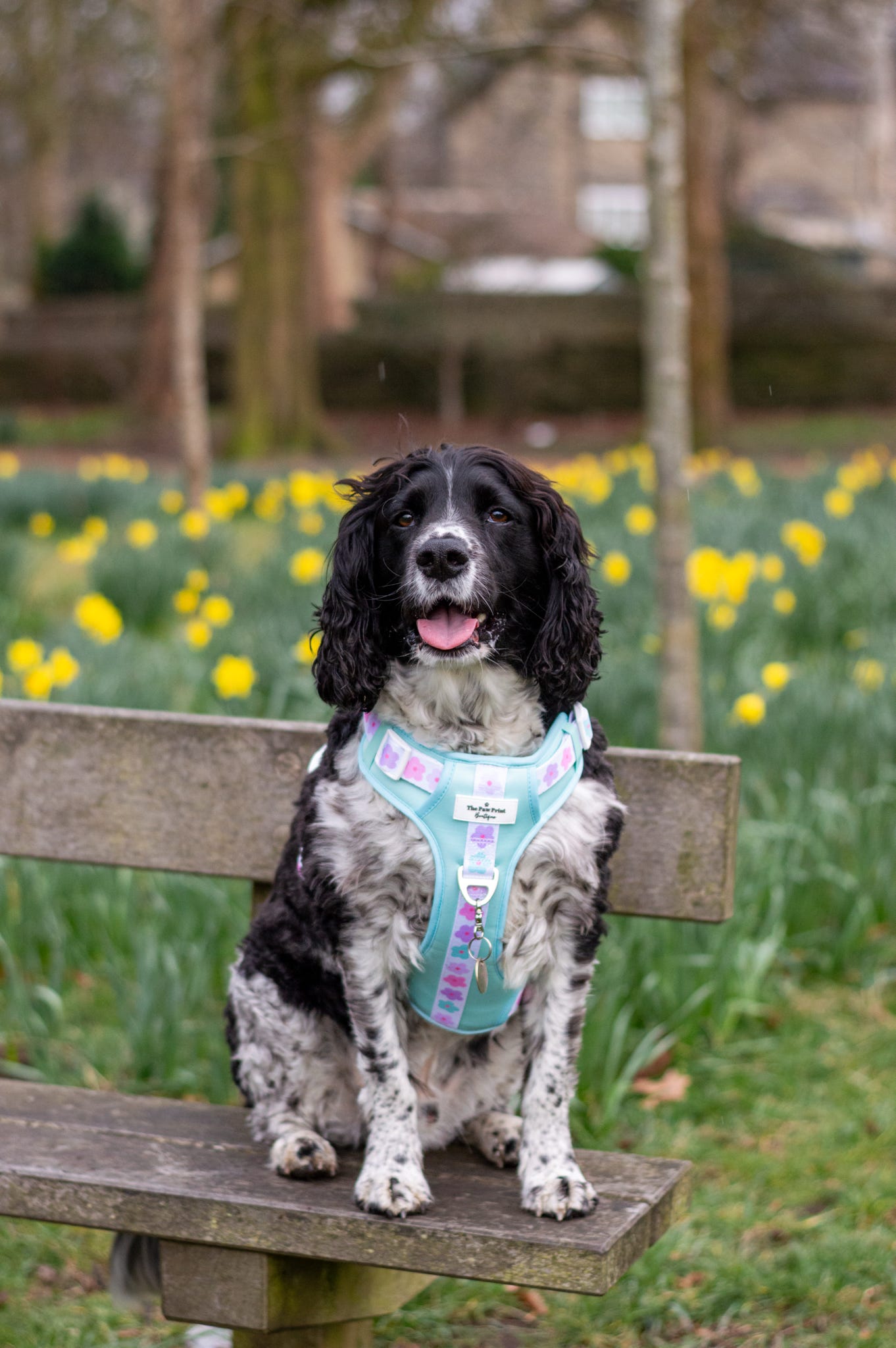 The Minty Meadows Adventure Paws Harness