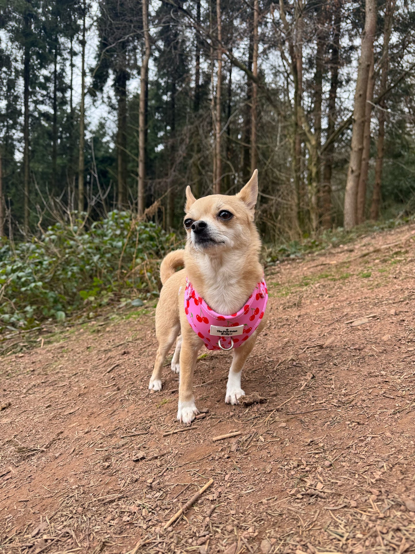 The Cherry on Top Adjustable Harness