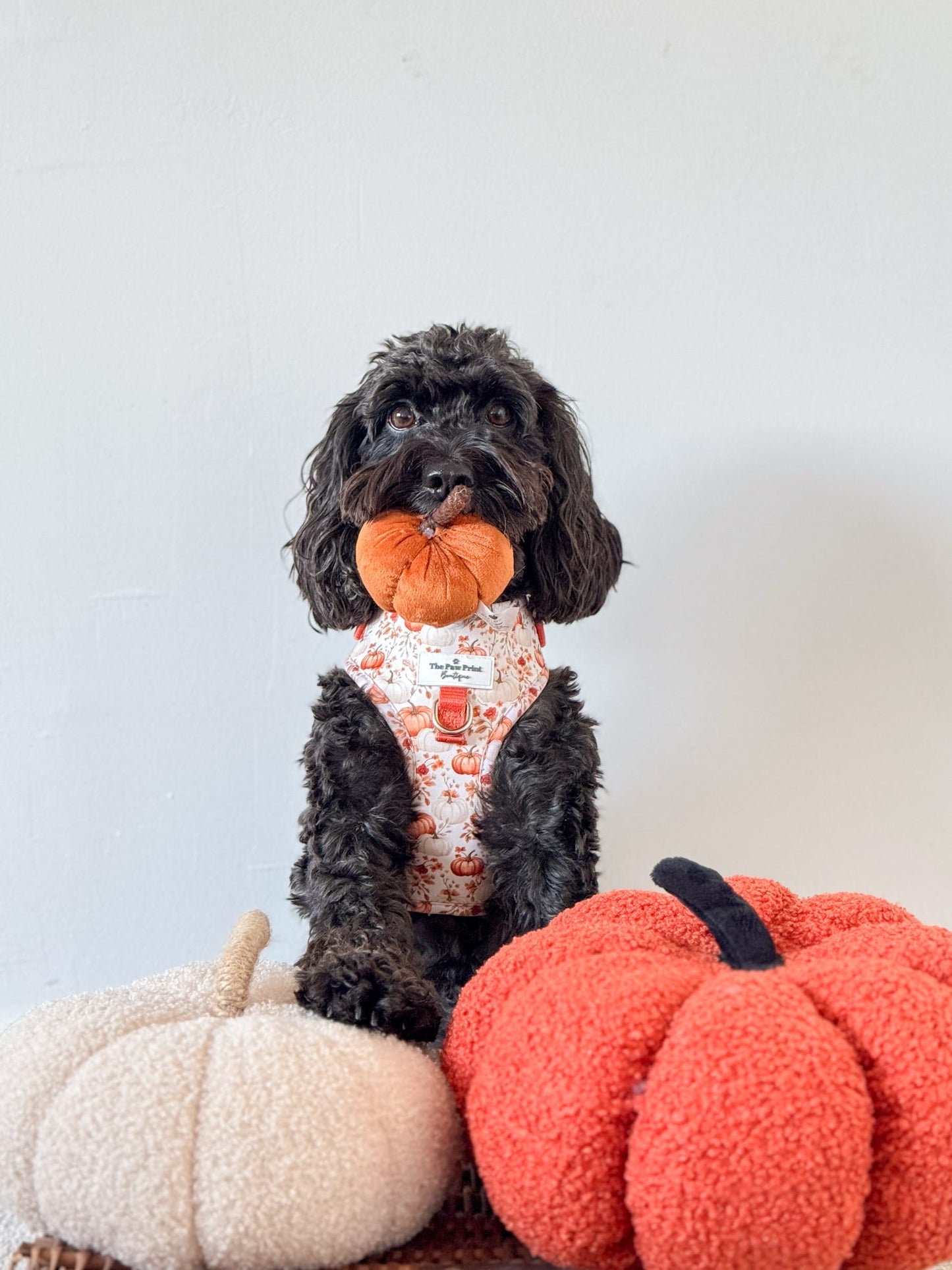 Pupkin Patch Adjustable Harness