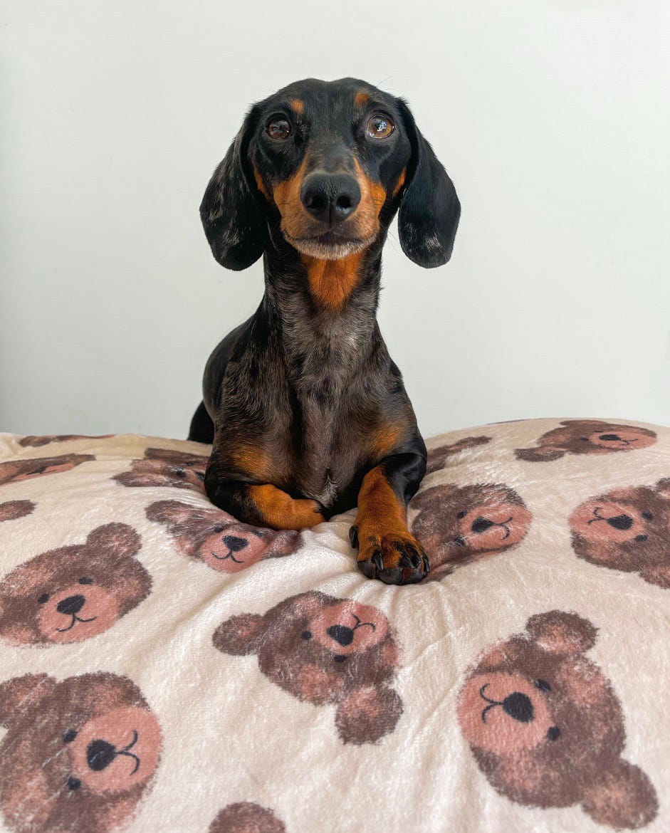 The Little Bear Cub Dog Blanket