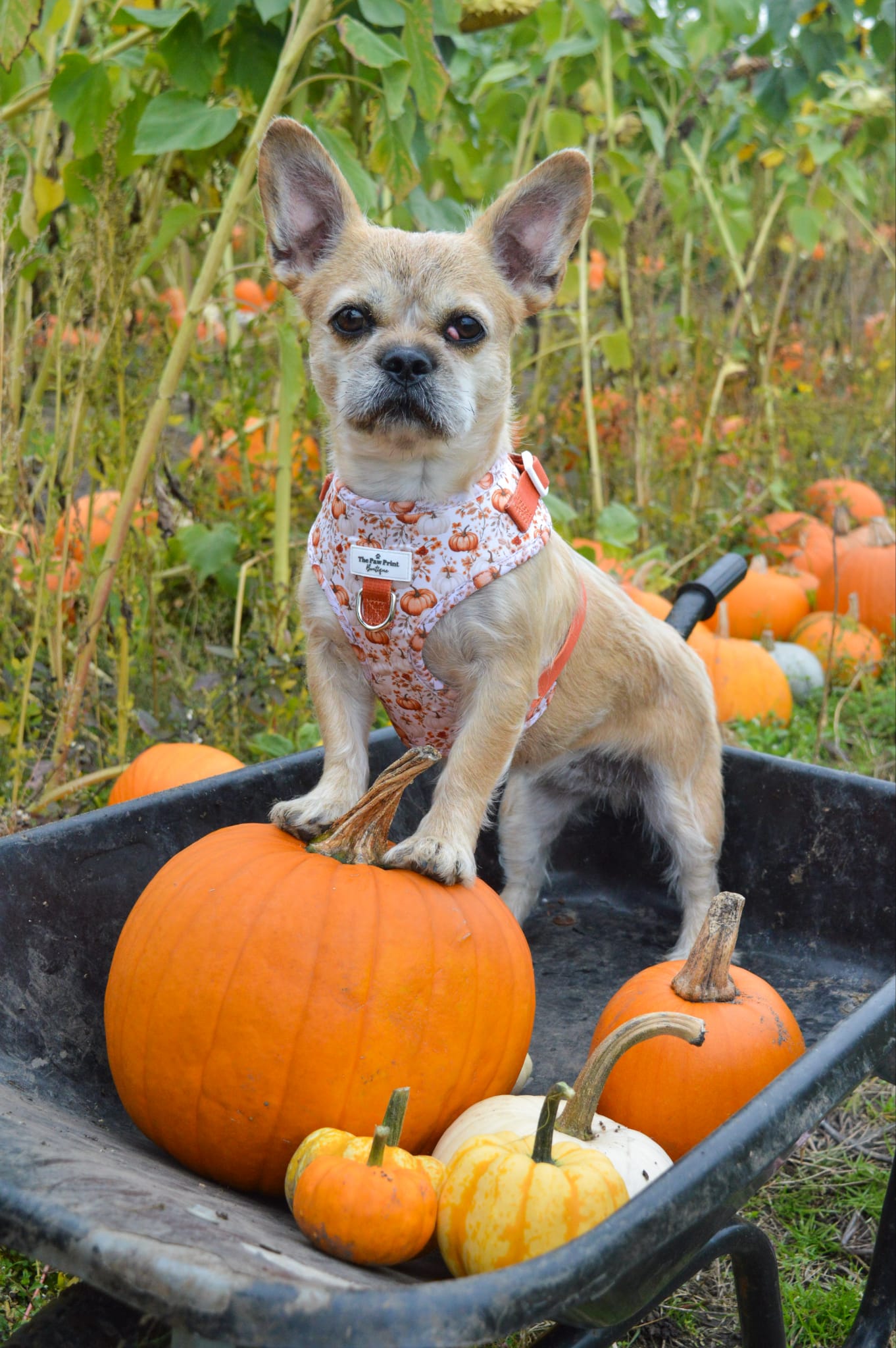 Pupkin Patch Adjustable Harness