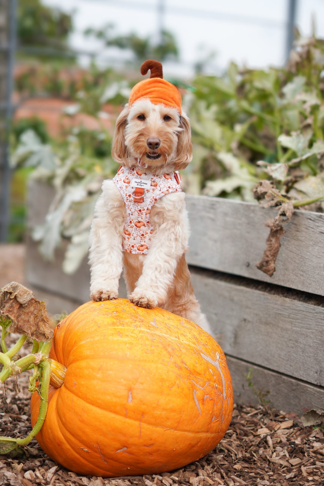 Pupkin Patch Adventure Paws Harness