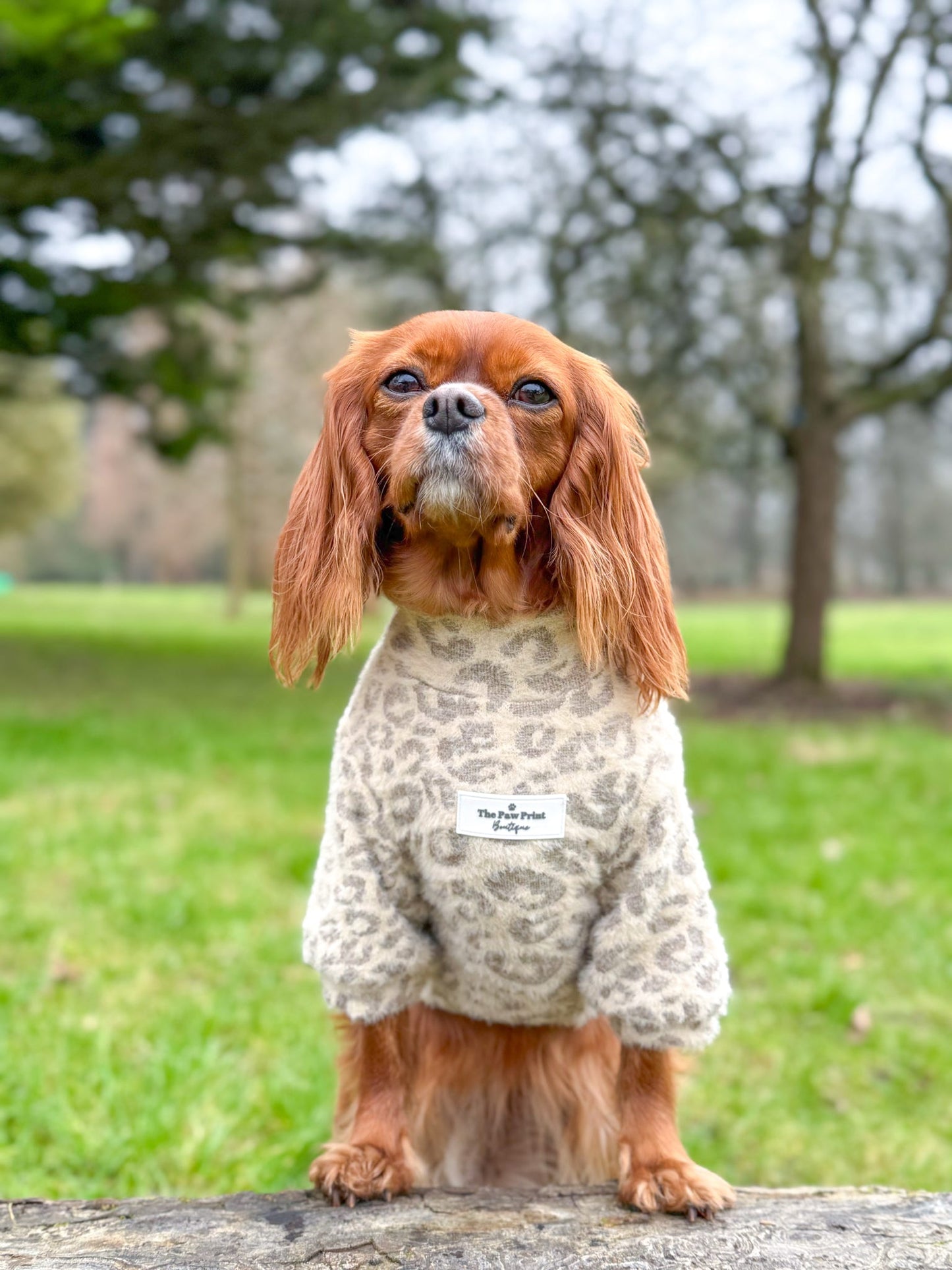 The Gold & Glittery Leopard Print Teddy Fleece
