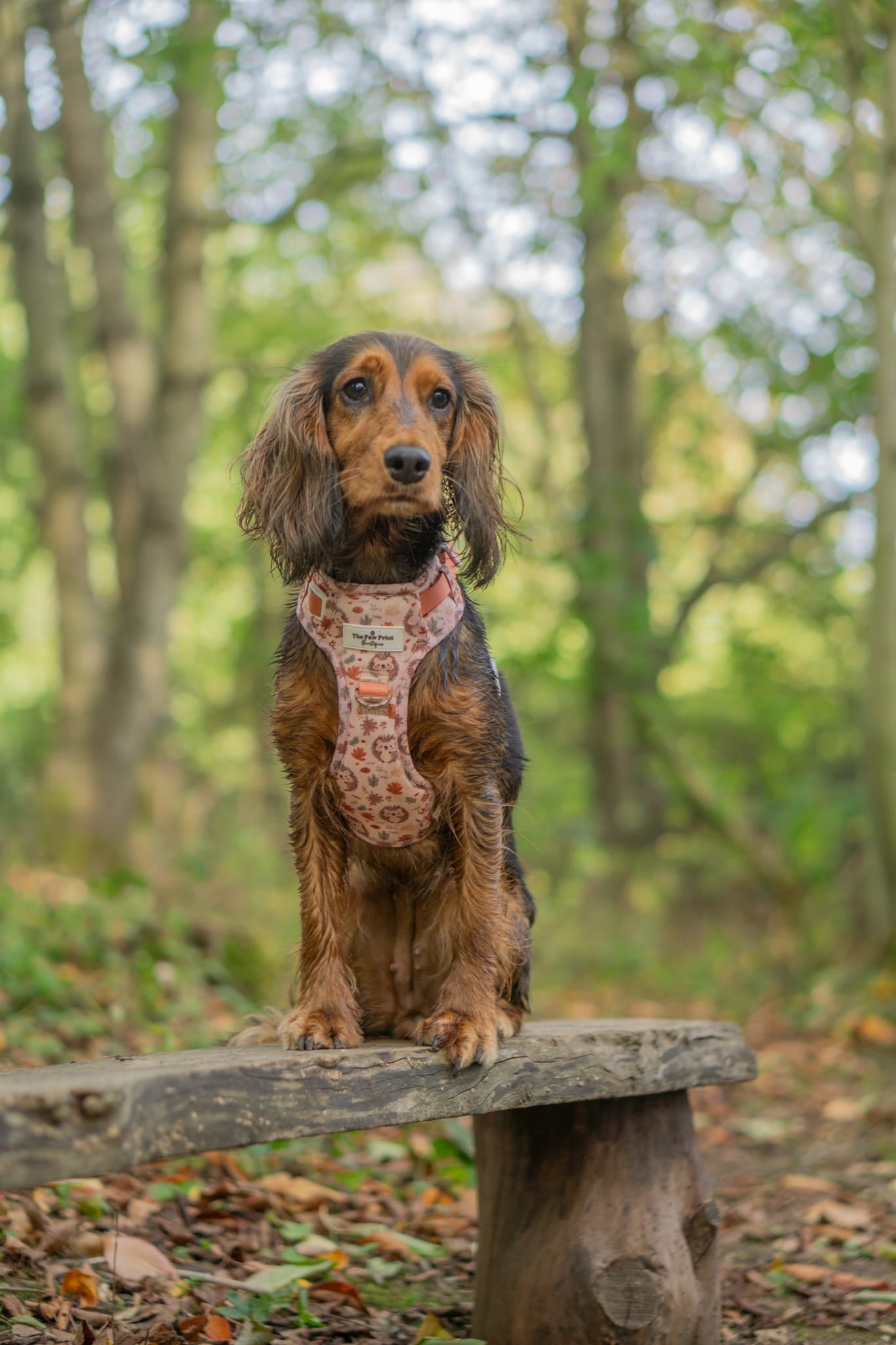 Spike the Hedgehog Adventure Paws Harness