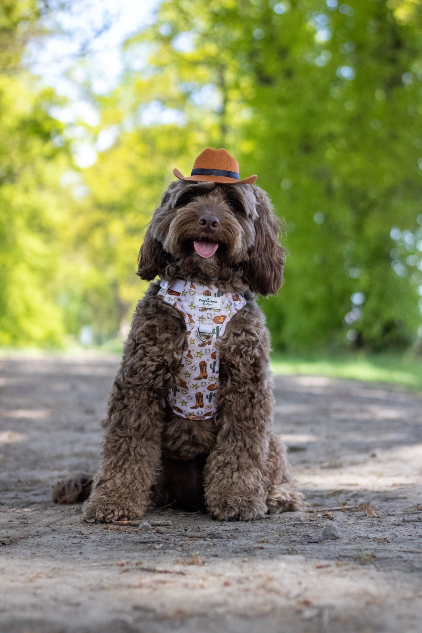 The Howdy Pawtner Adventure Paws Harness