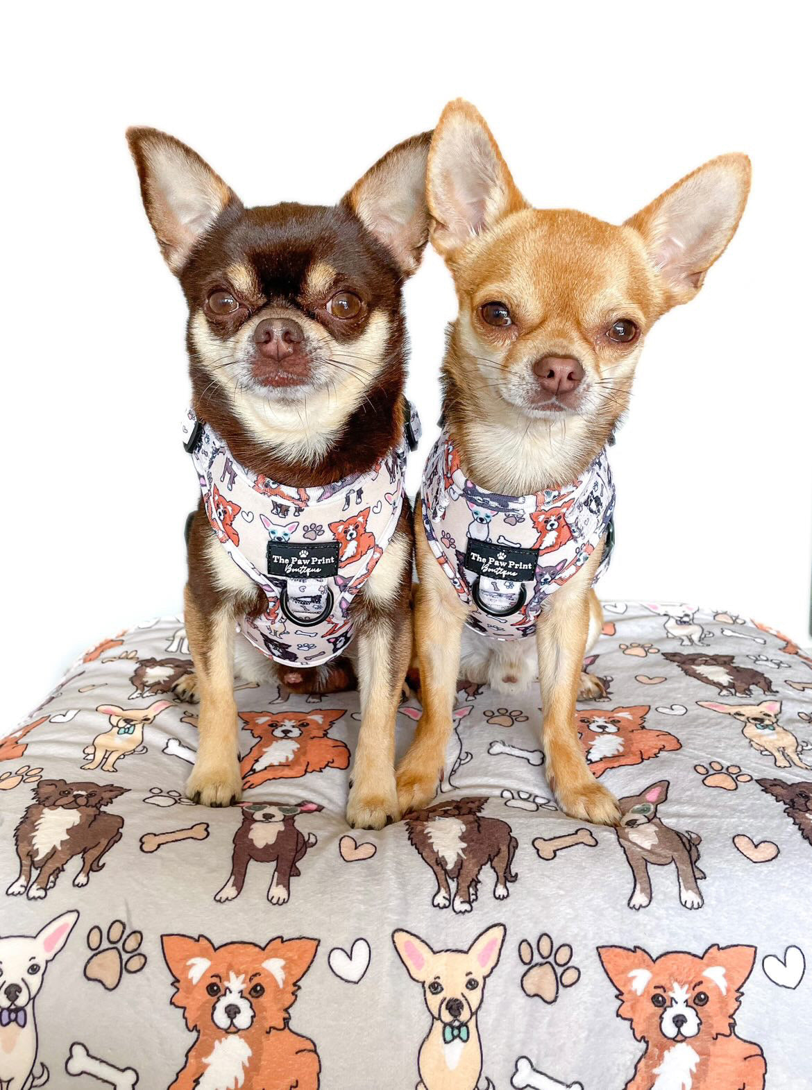The Chihuahua Adjustable Harness