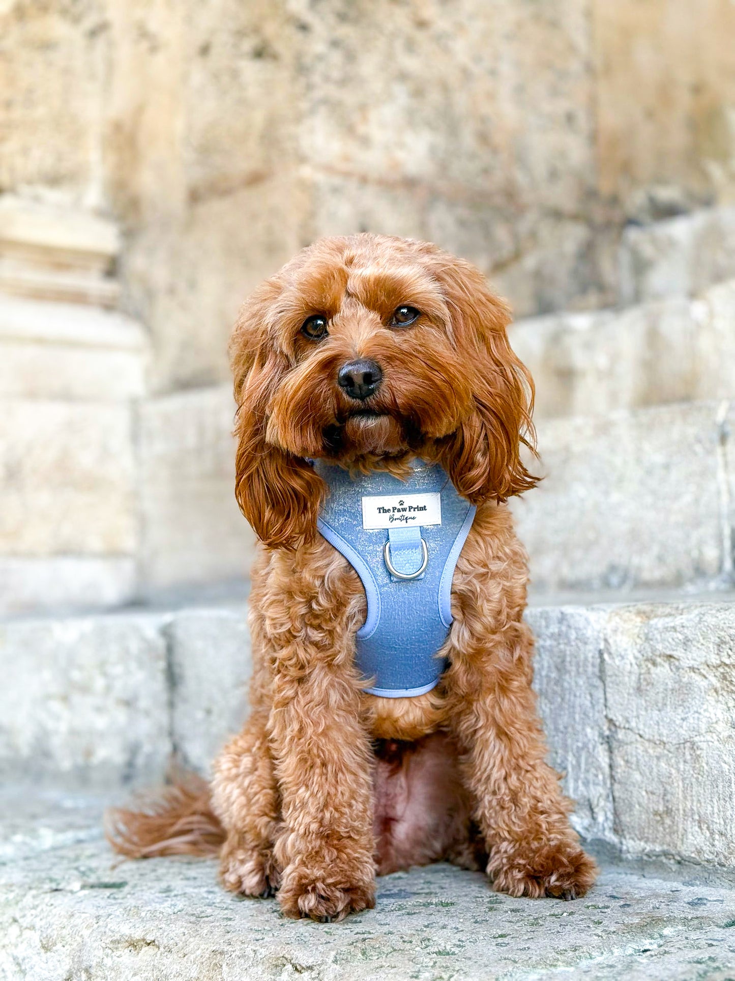 The Ocean Blue Adjustable Harness