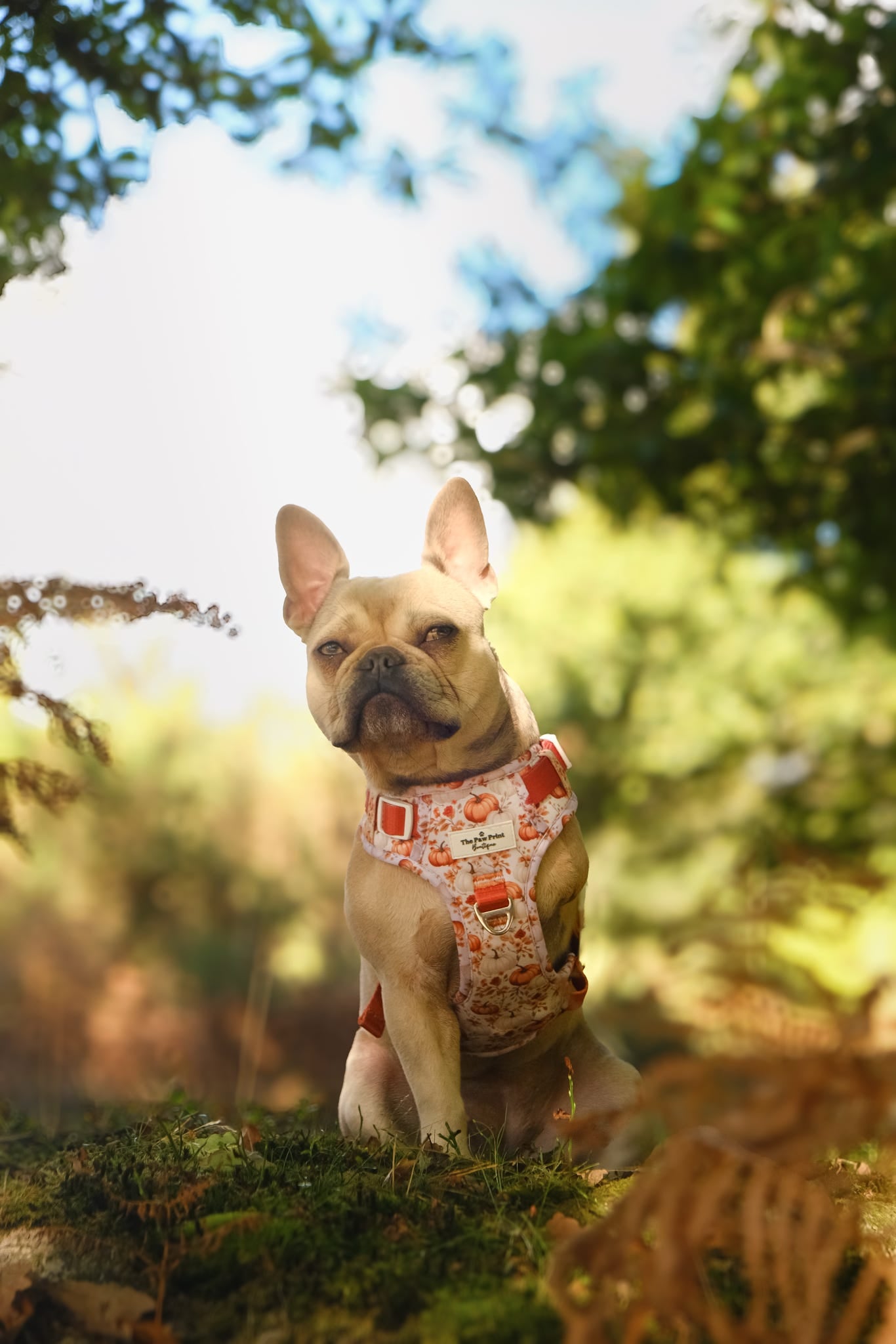 Pupkin Patch Adventure Paws Harness