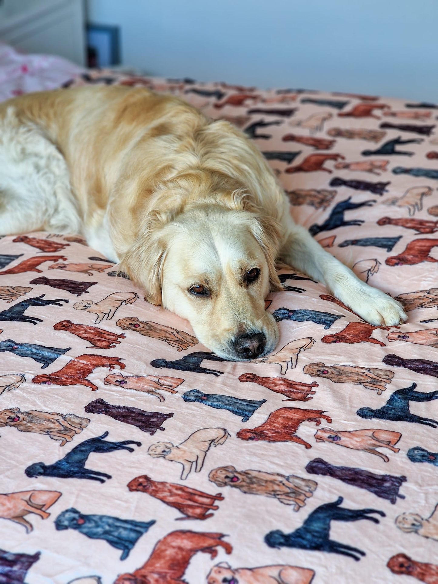 The Labrador / Retriever Human Blanket