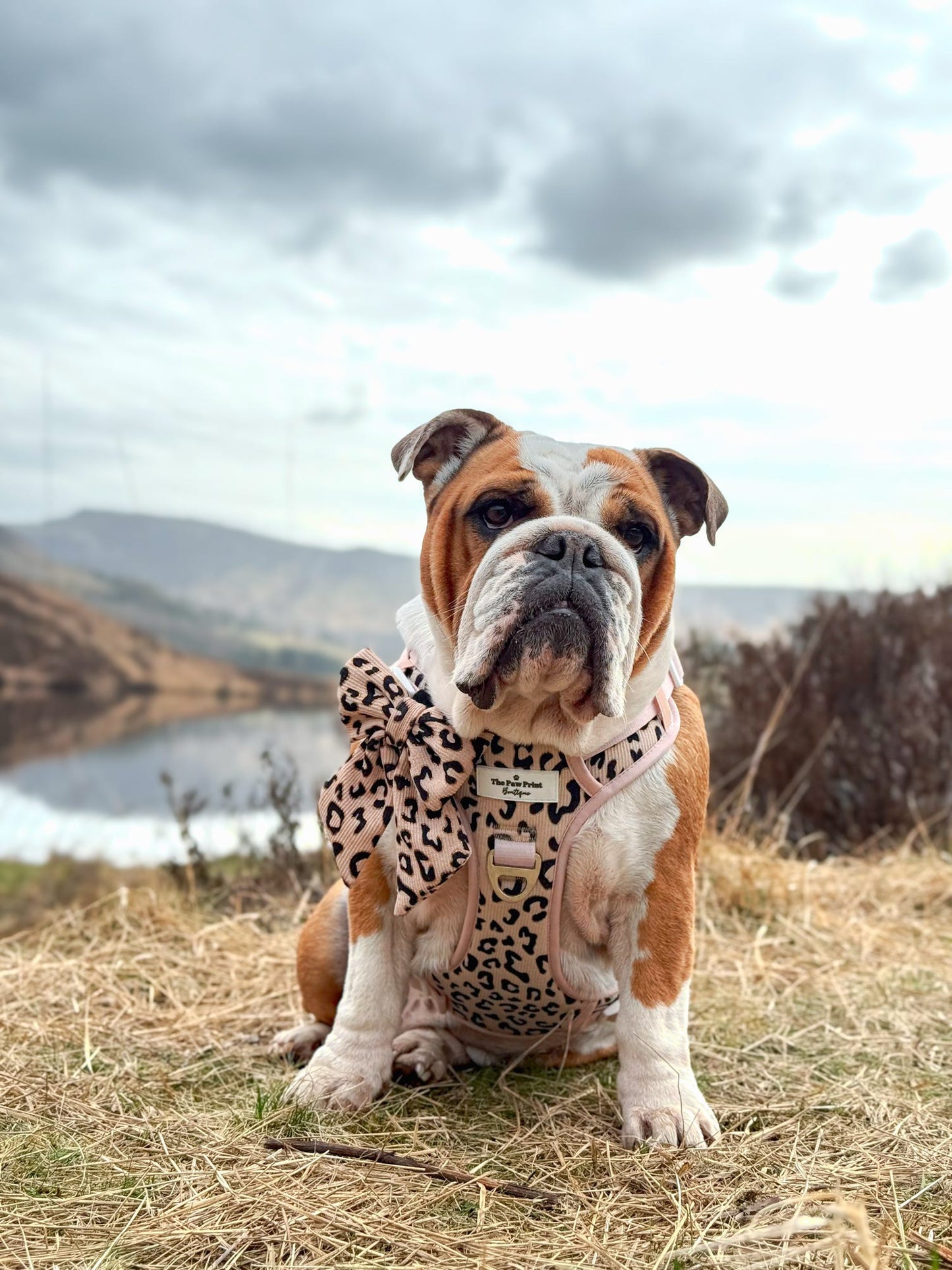 The Luxe Leopard (Beige) Adventure Paws Harness