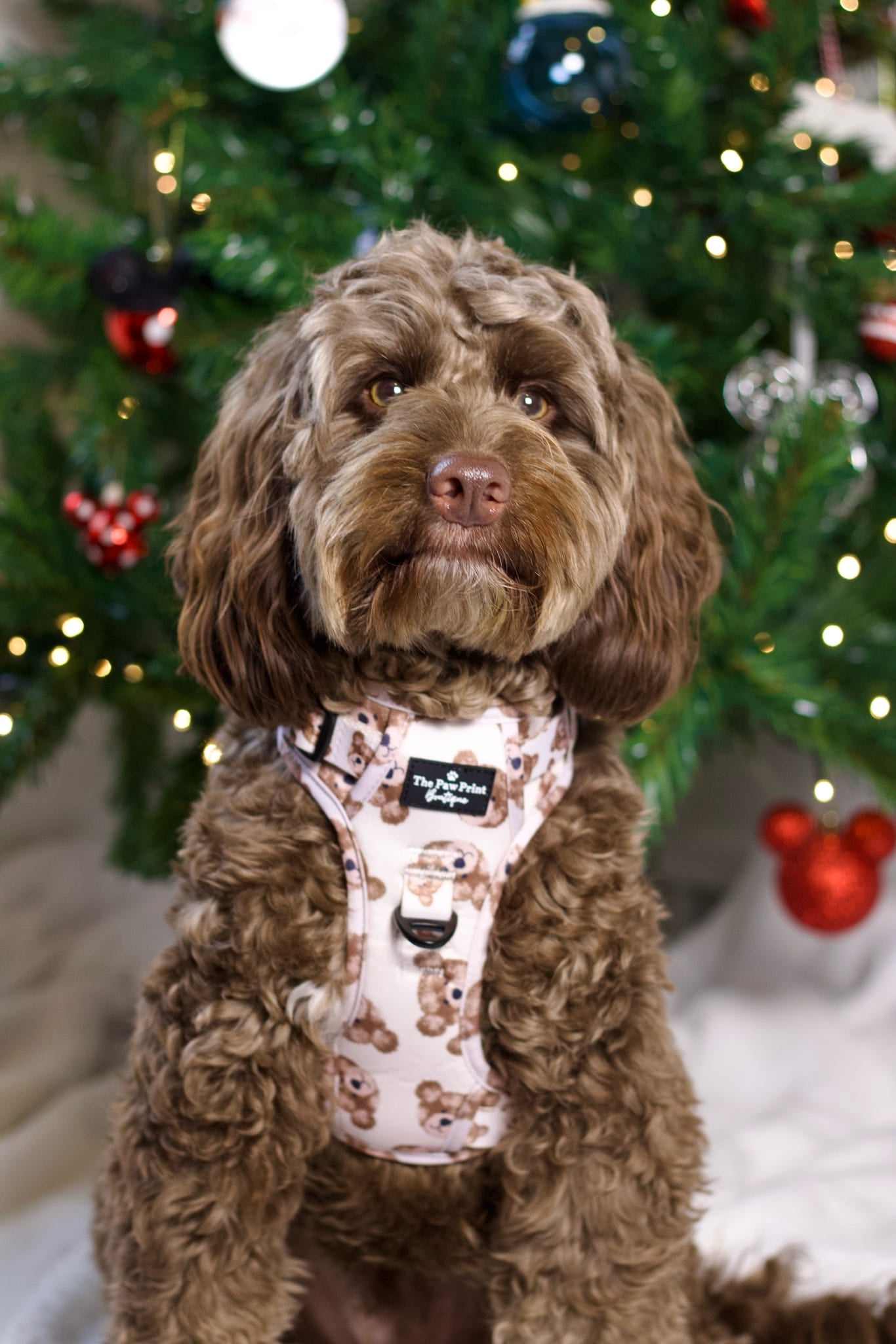 The Little Bear Cub Adventure Paws Harness