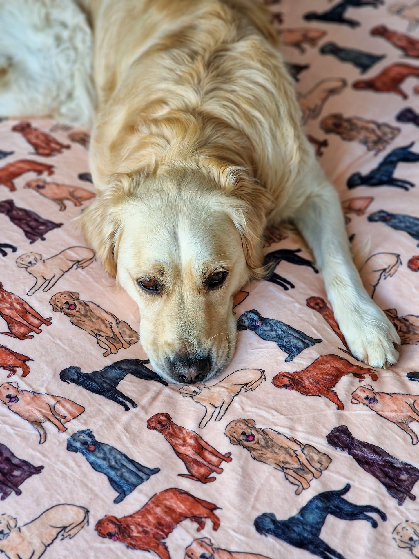 The Labrador / Retriever Dog Blanket