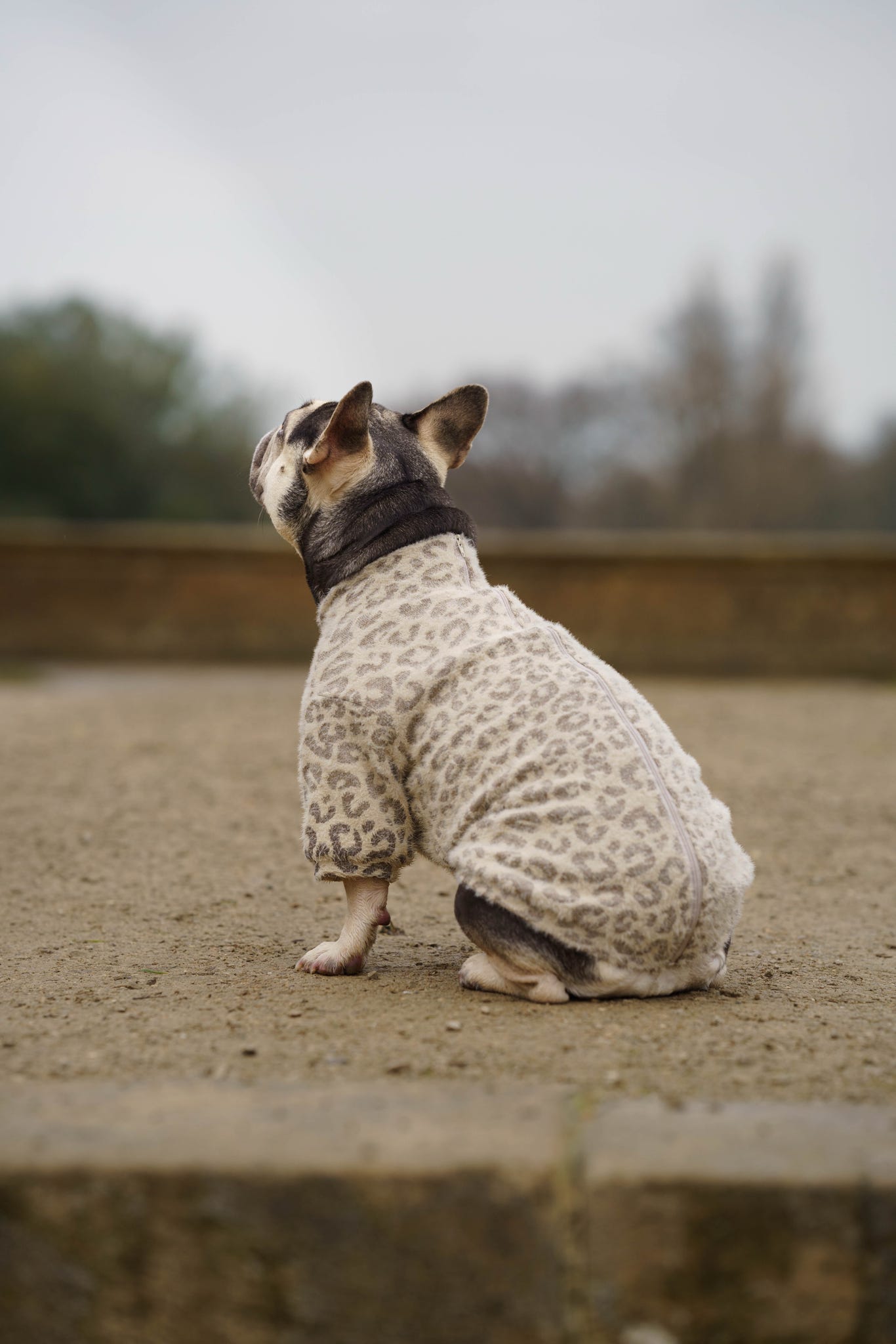 The Gold & Glittery Leopard Print Teddy Fleece