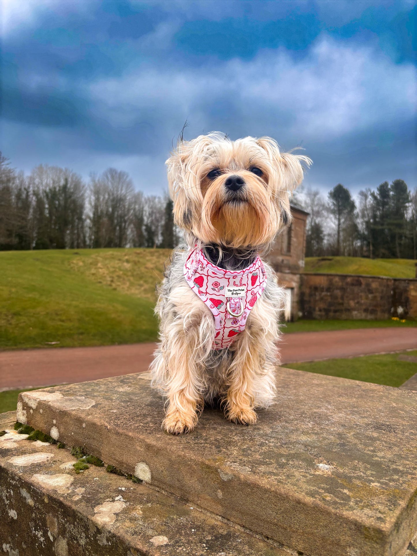 The Bows & Berries Adjustable Harness