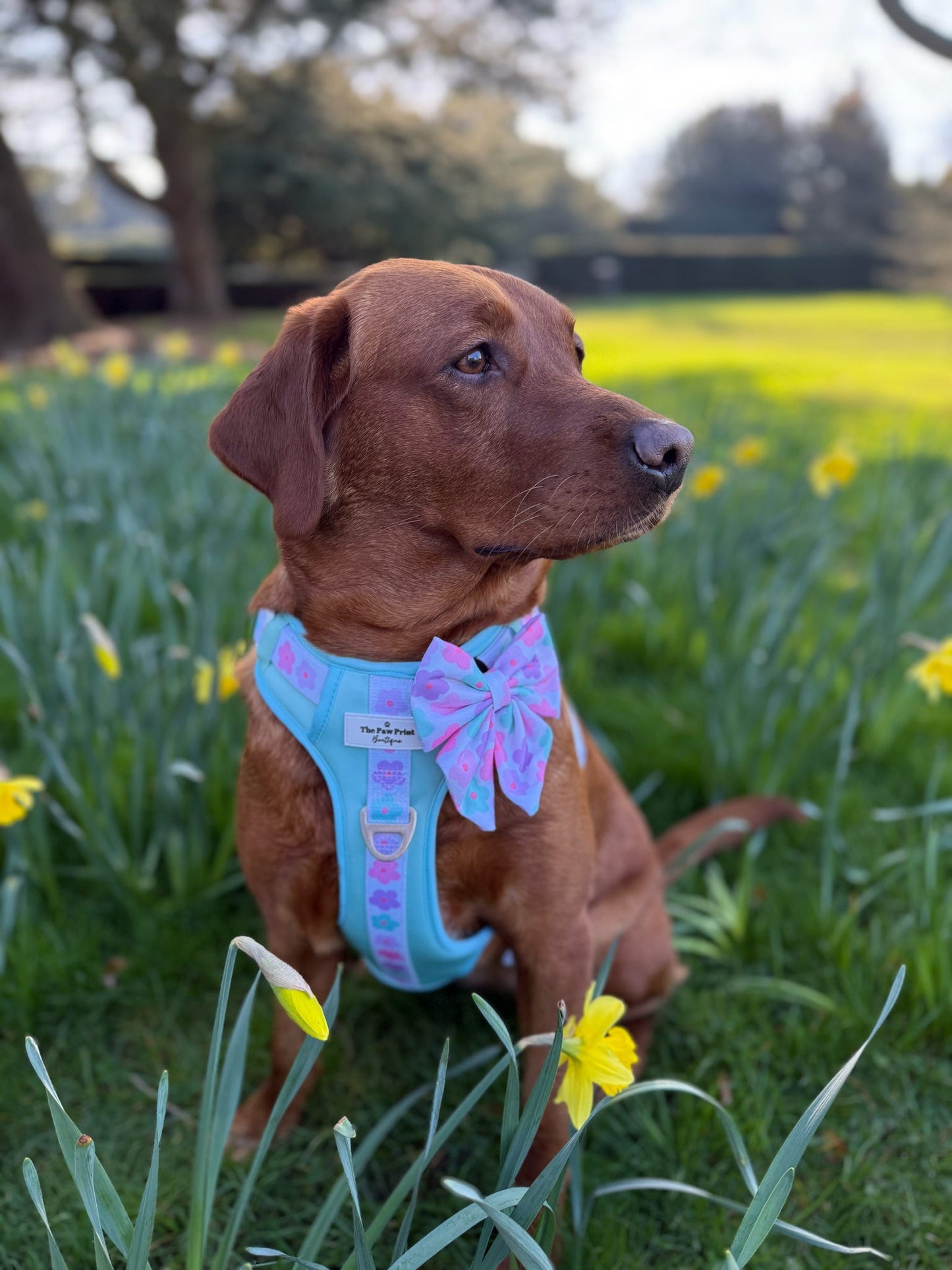 The Minty Meadows Adventure Paws Harness
