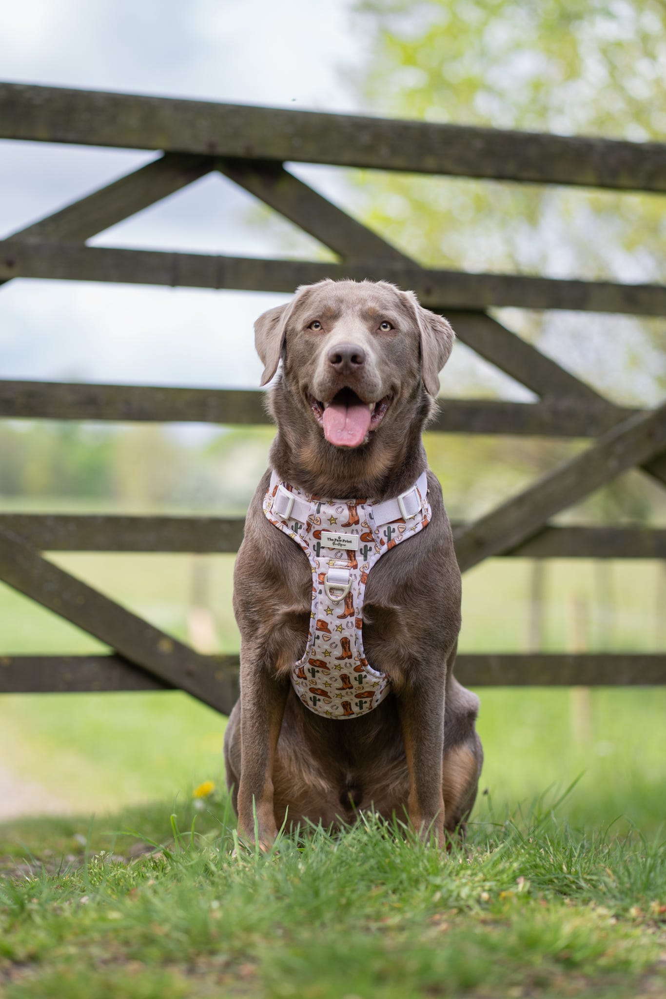 The Howdy Pawtner Adventure Paws Harness