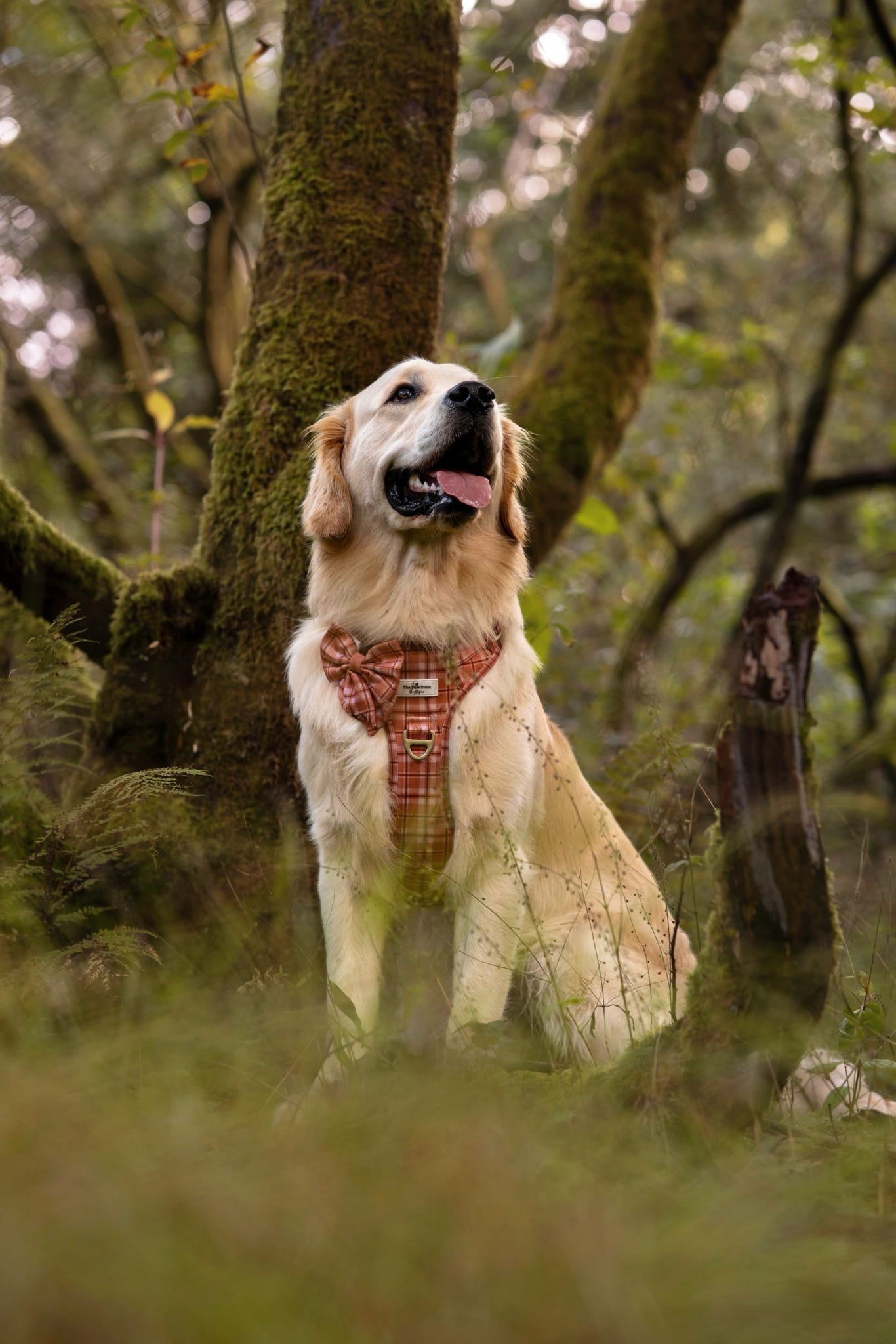 Pooches in Plaid Adventure Paws Harness