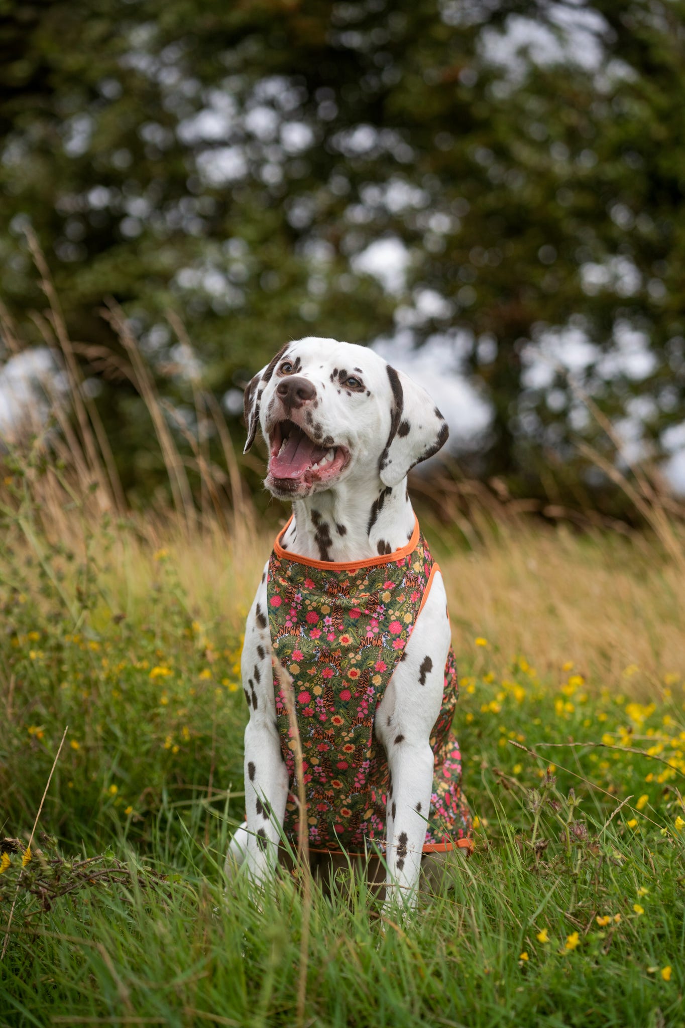 The Tiger who came to TPPB Cooling Vest