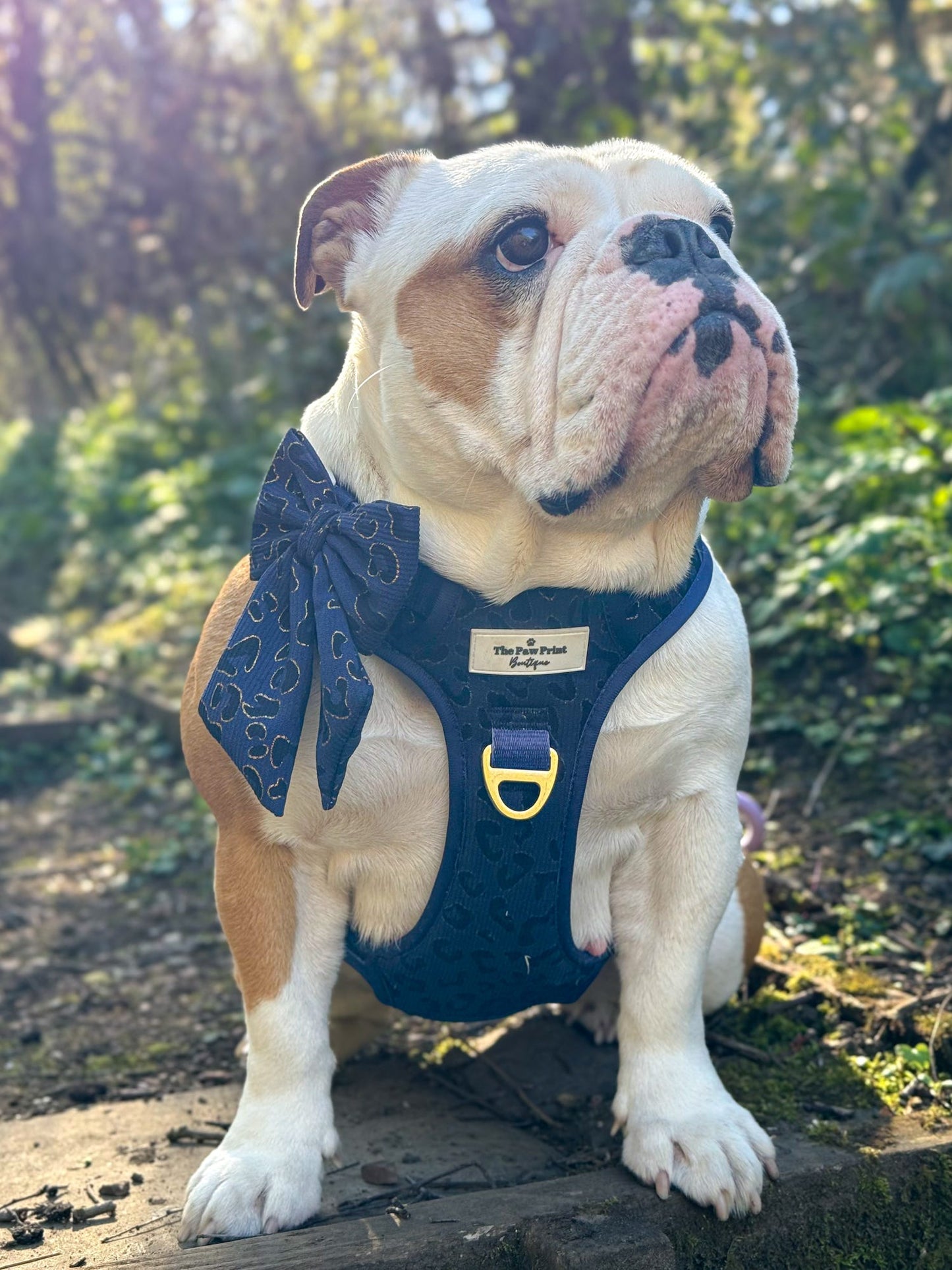 The Luxe Leopard (Navy) Adventure Paws Harness