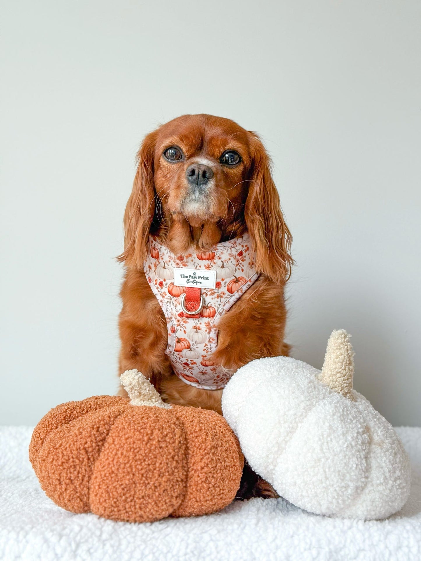 Pupkin Patch Adjustable Harness